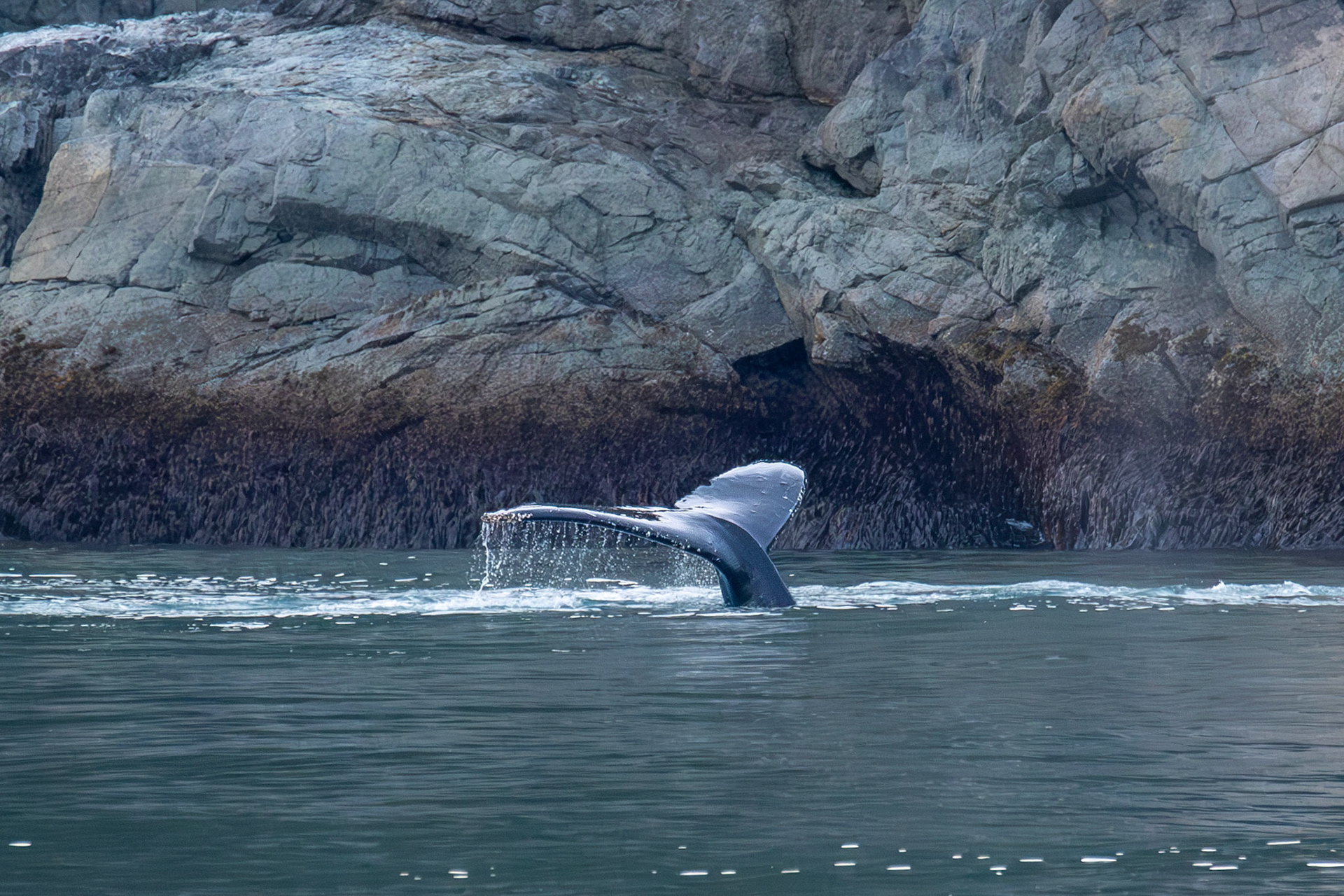 Whale tail in Glacier Bay National Park, Alaska – July 2023 (Photo by Keith Sliney).