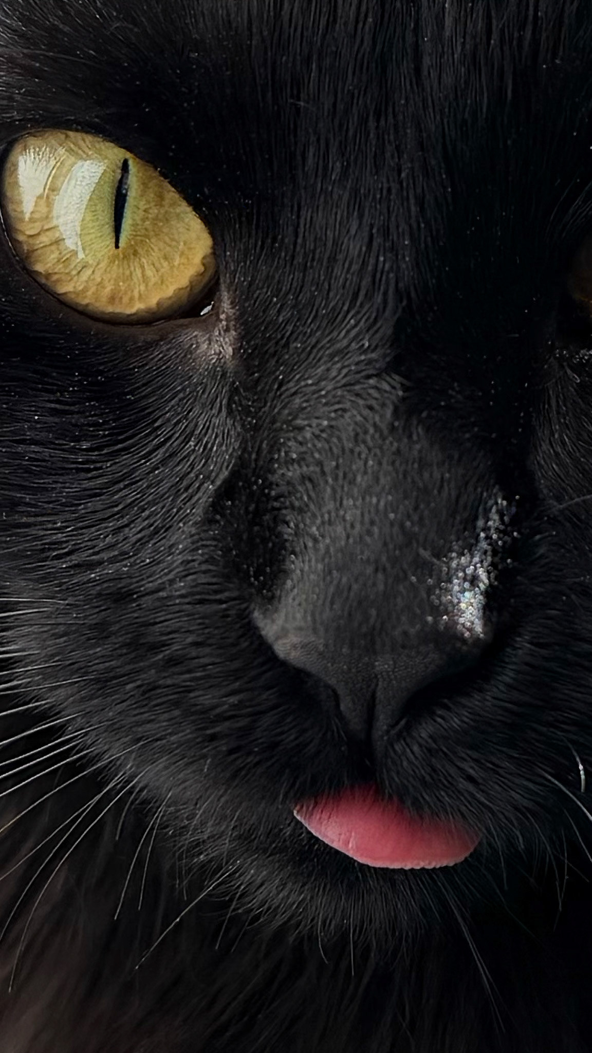 Nyxie the cat in Haverhill, MA – October 2025 (Photo by Keith Sliney).