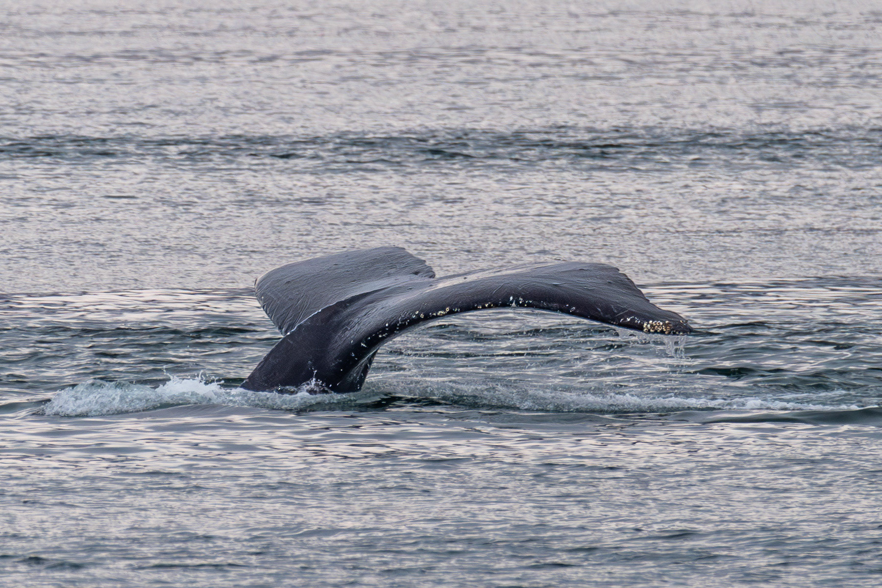 Alaska vacation in July, 2023 (Photo by Keith Sliney).