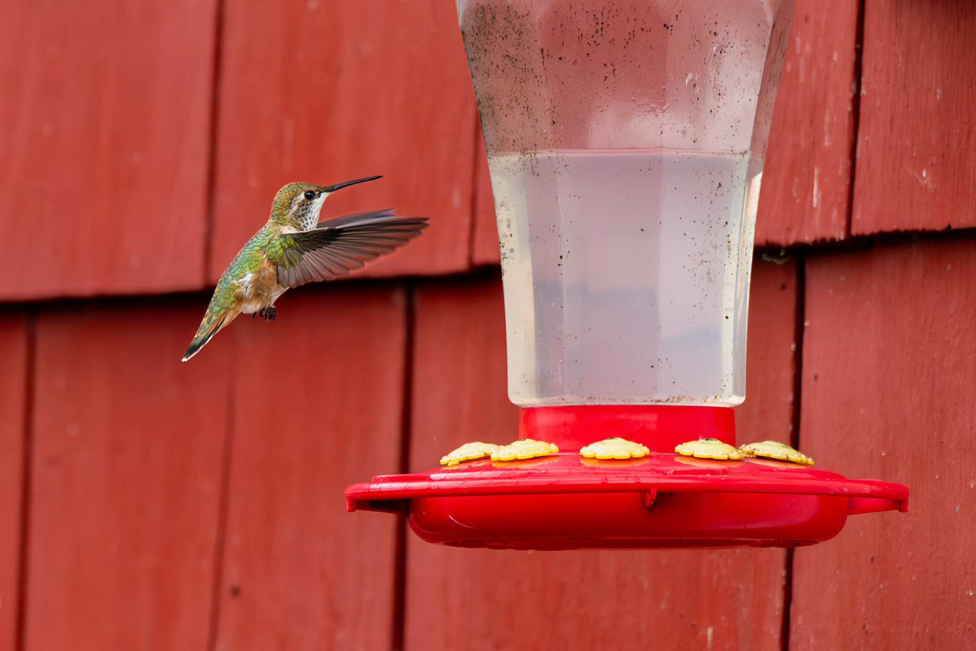 Hummingbird in Pelican, Alaska – July 2023 (Photo by Keith Sliney).