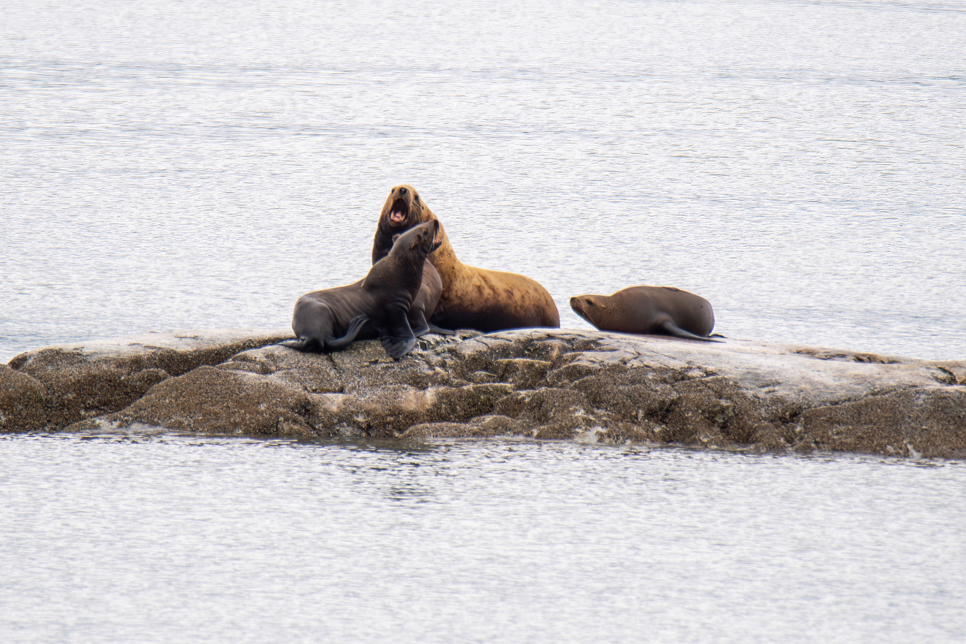 Alaska vacation in July, 2023 (Photo by Keith Sliney).