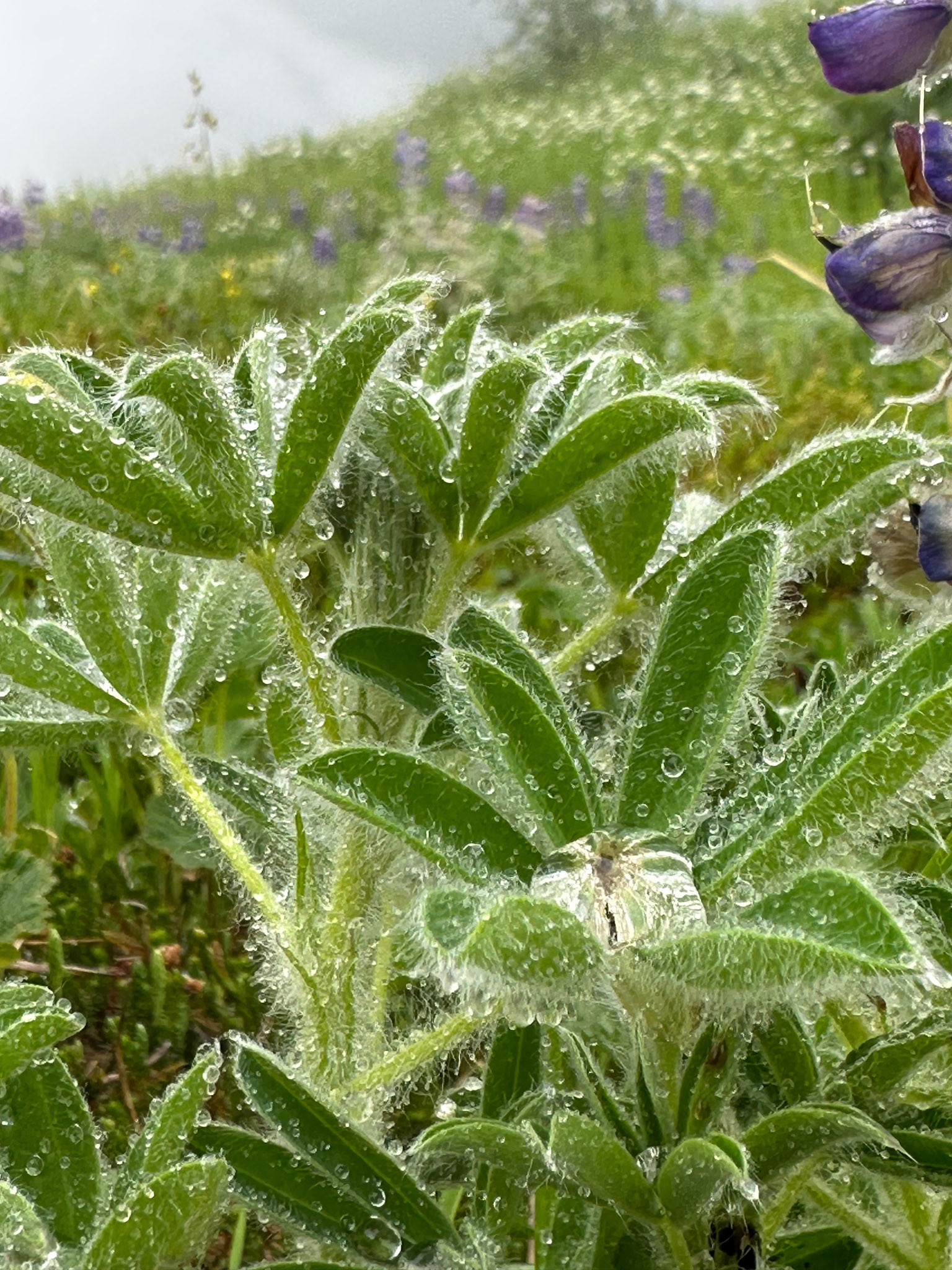Alaska vacation in July, 2023 (Photo by Keith Sliney).