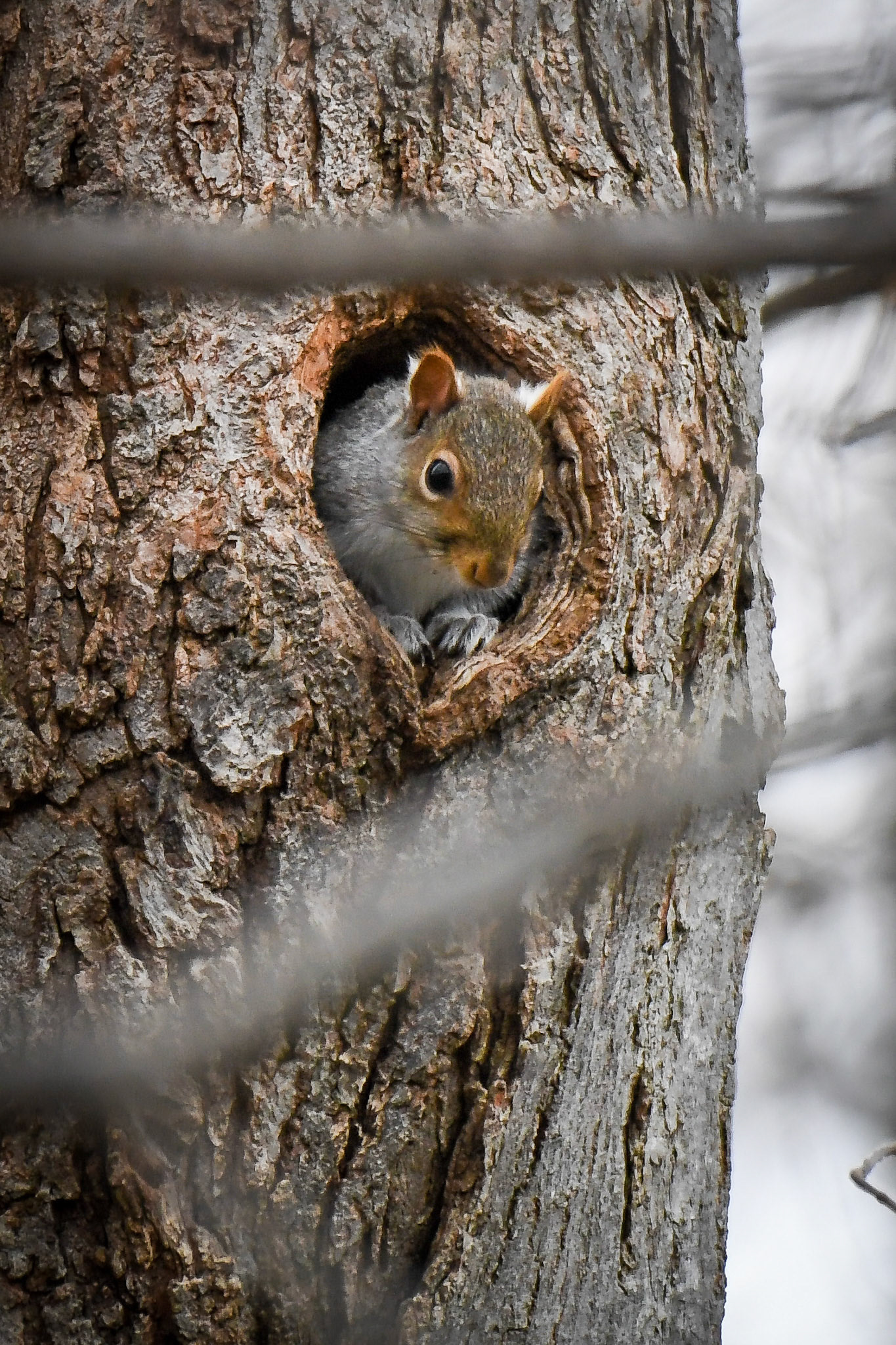 Squirrel in Haverhill, MA – January 2021 (Photo by Keith Sliney.
