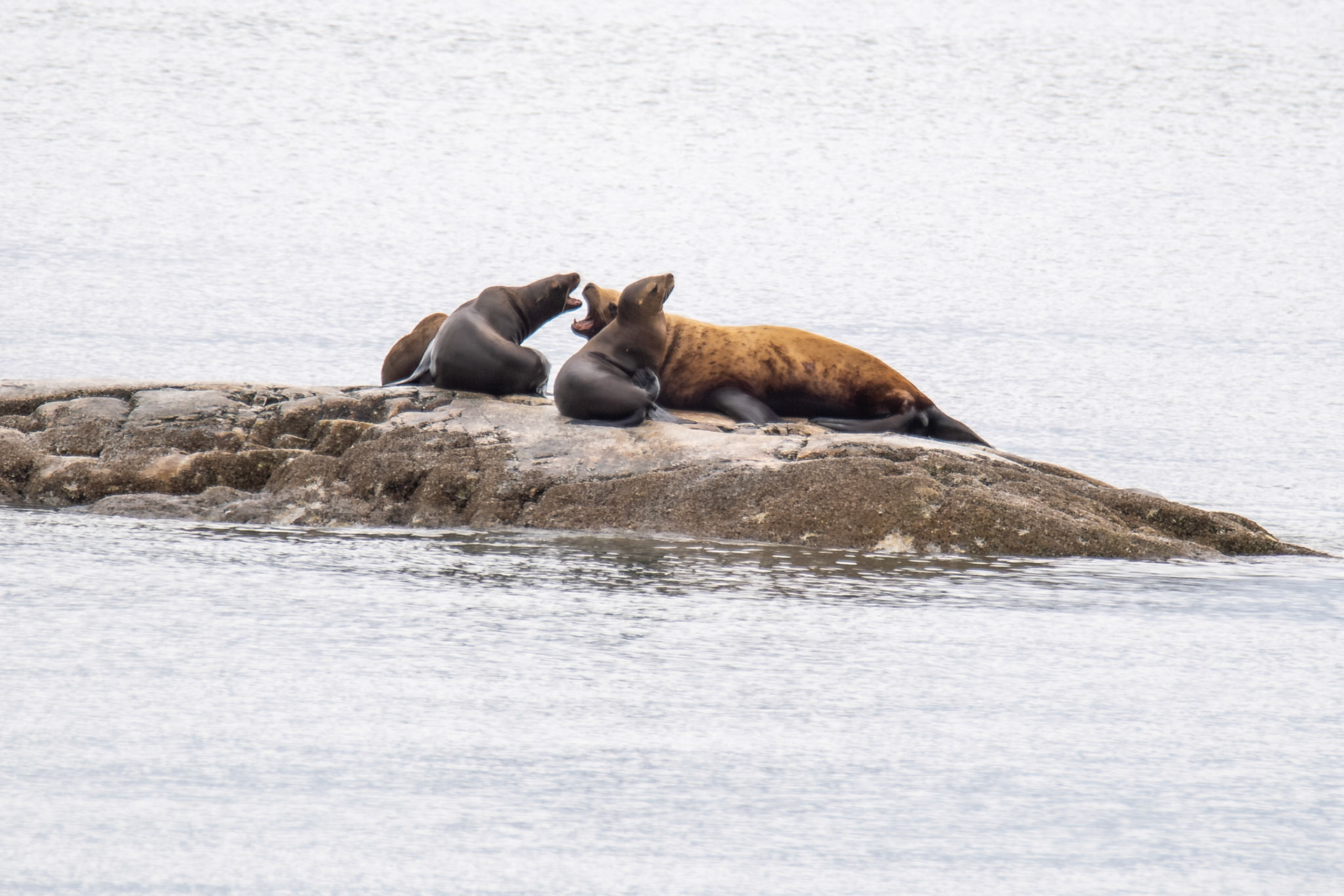 Alaska vacation in July, 2023 (Photo by Keith Sliney).
