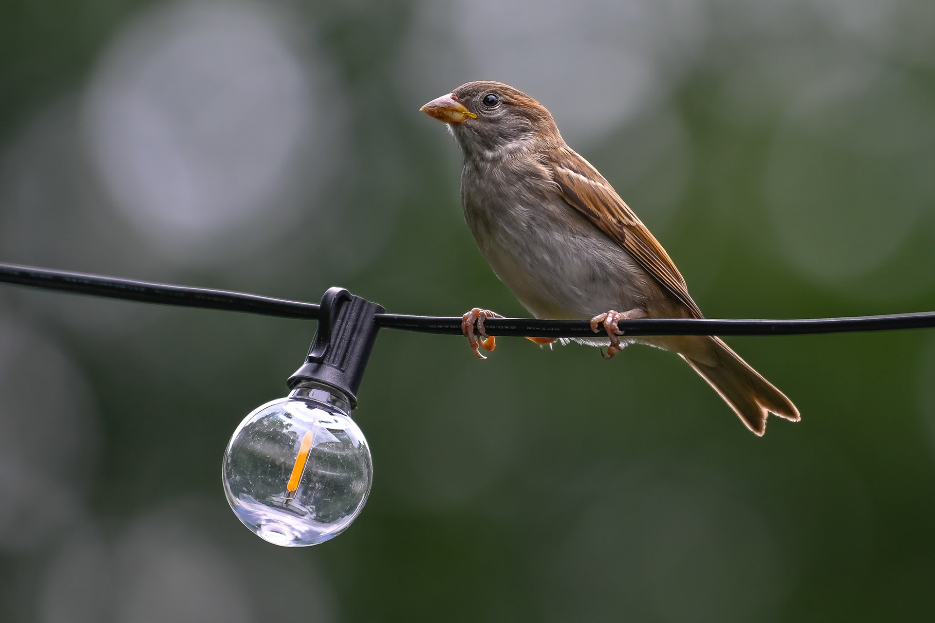 Sparrow in Haverhill, MA – July 2024 (Photo by Keith Sliney).