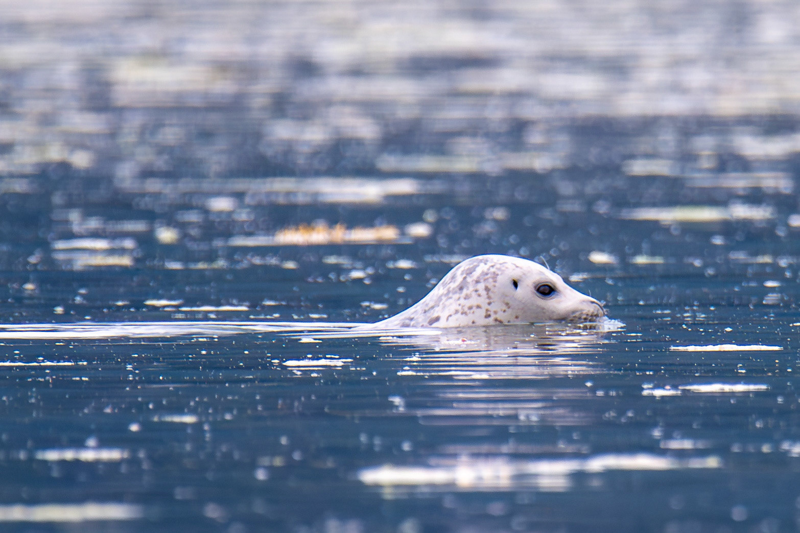 Alaska vacation in July, 2023 (Photo by Keith Sliney).