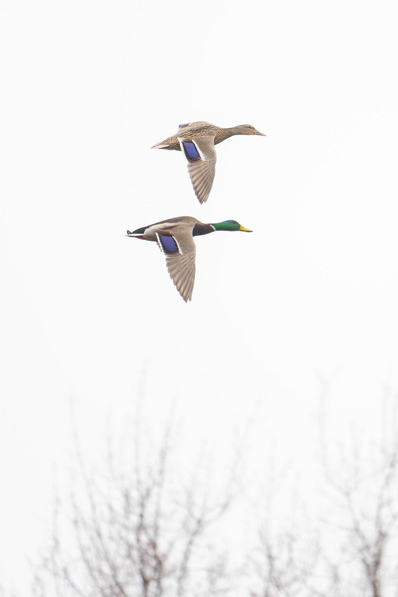 Ducks in Haverhill, MA – March 2024 (Photo by Keith Sliney).