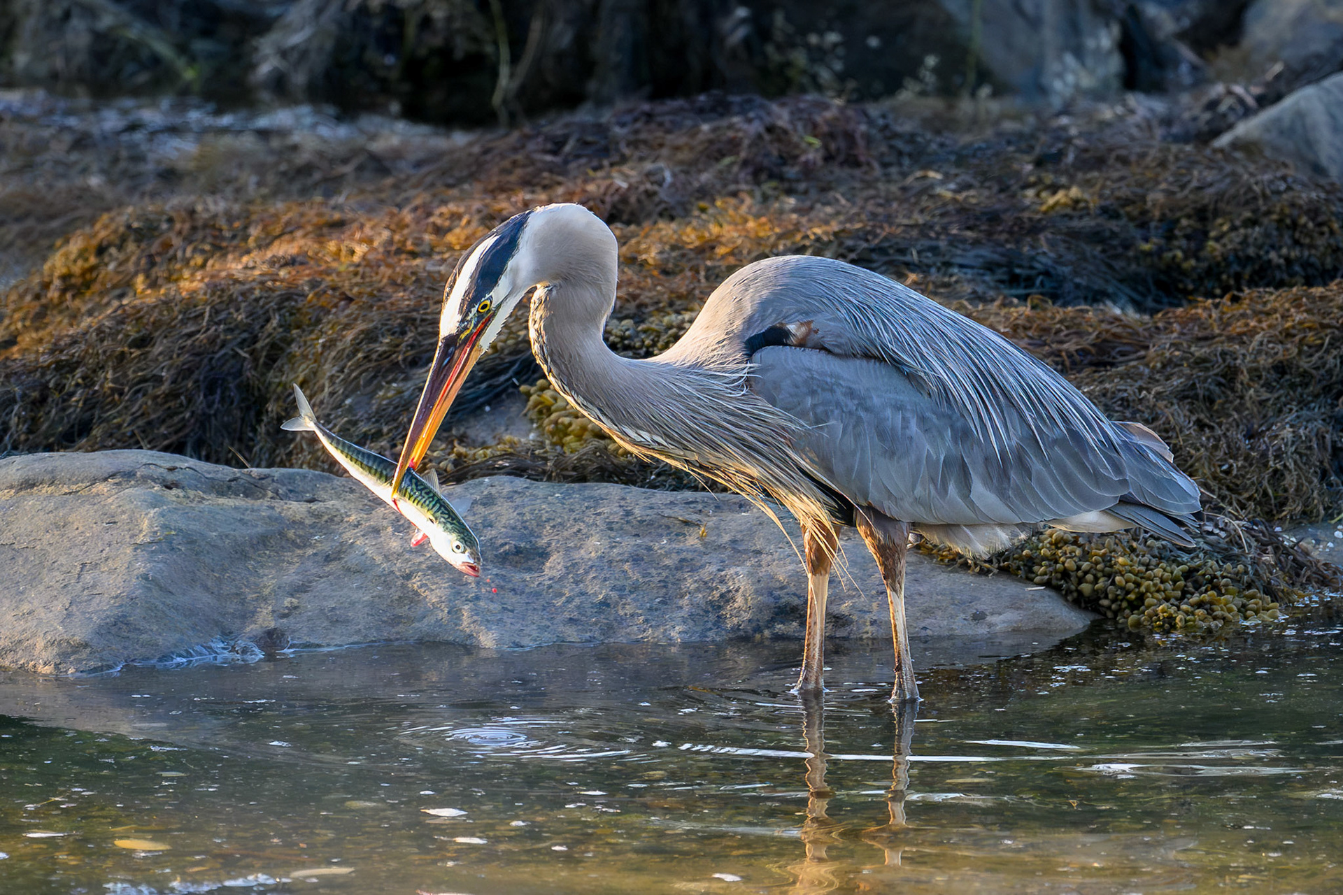 SOUTH THOMASTON, ME - JULY 12, 2026: Great Blue Heron catching fish on the coast of Sprucehead Island in Maine (Photo by Keith Sliney).