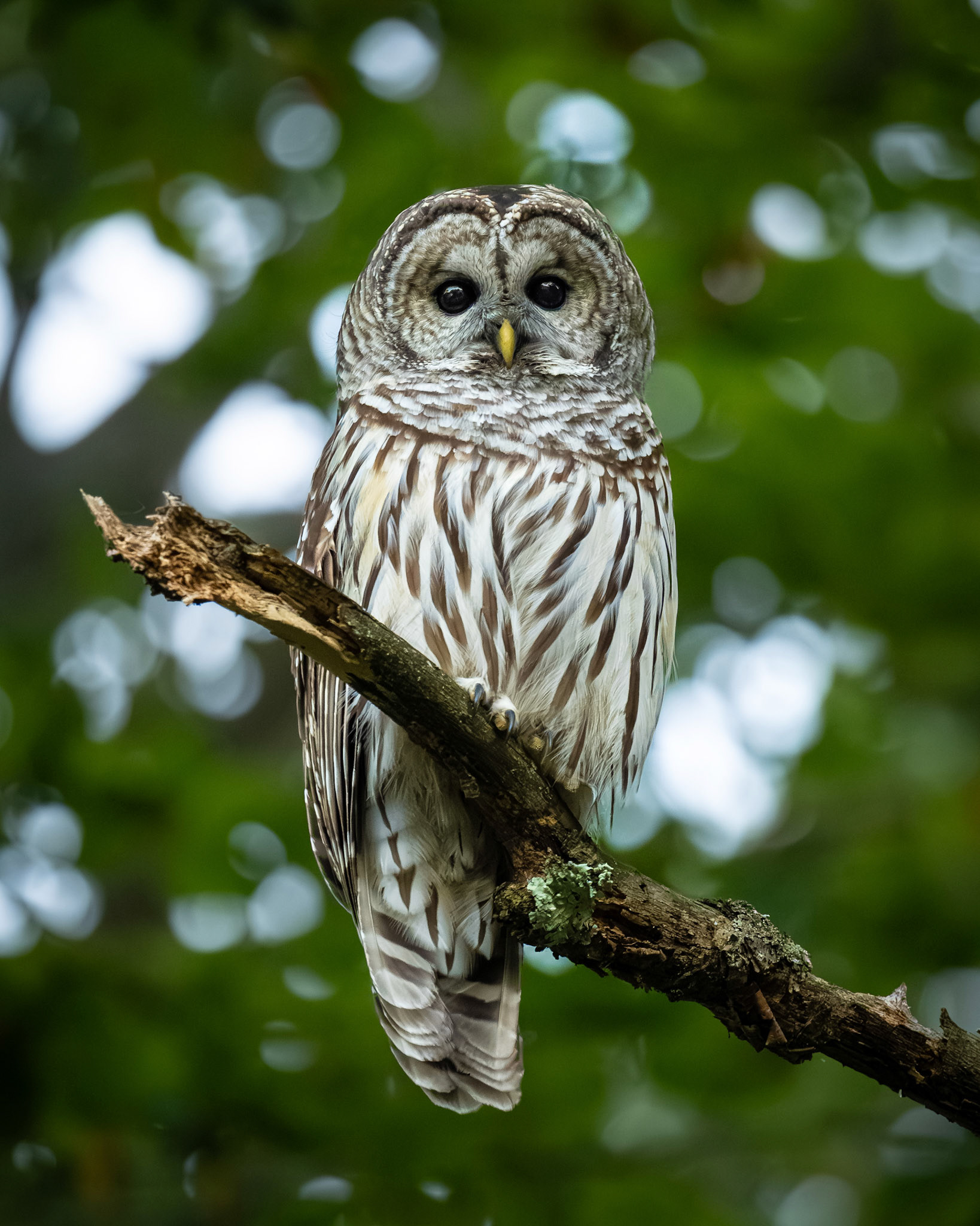 Barred Owl in Haverhill, MA – October 2025 (Photo by Keith Sliney).