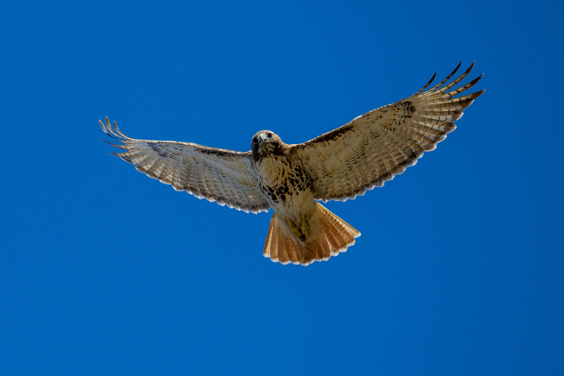 Red Tailed Hawk in Haverhill, MA – March 2024 (Photo by Keith Sliney).