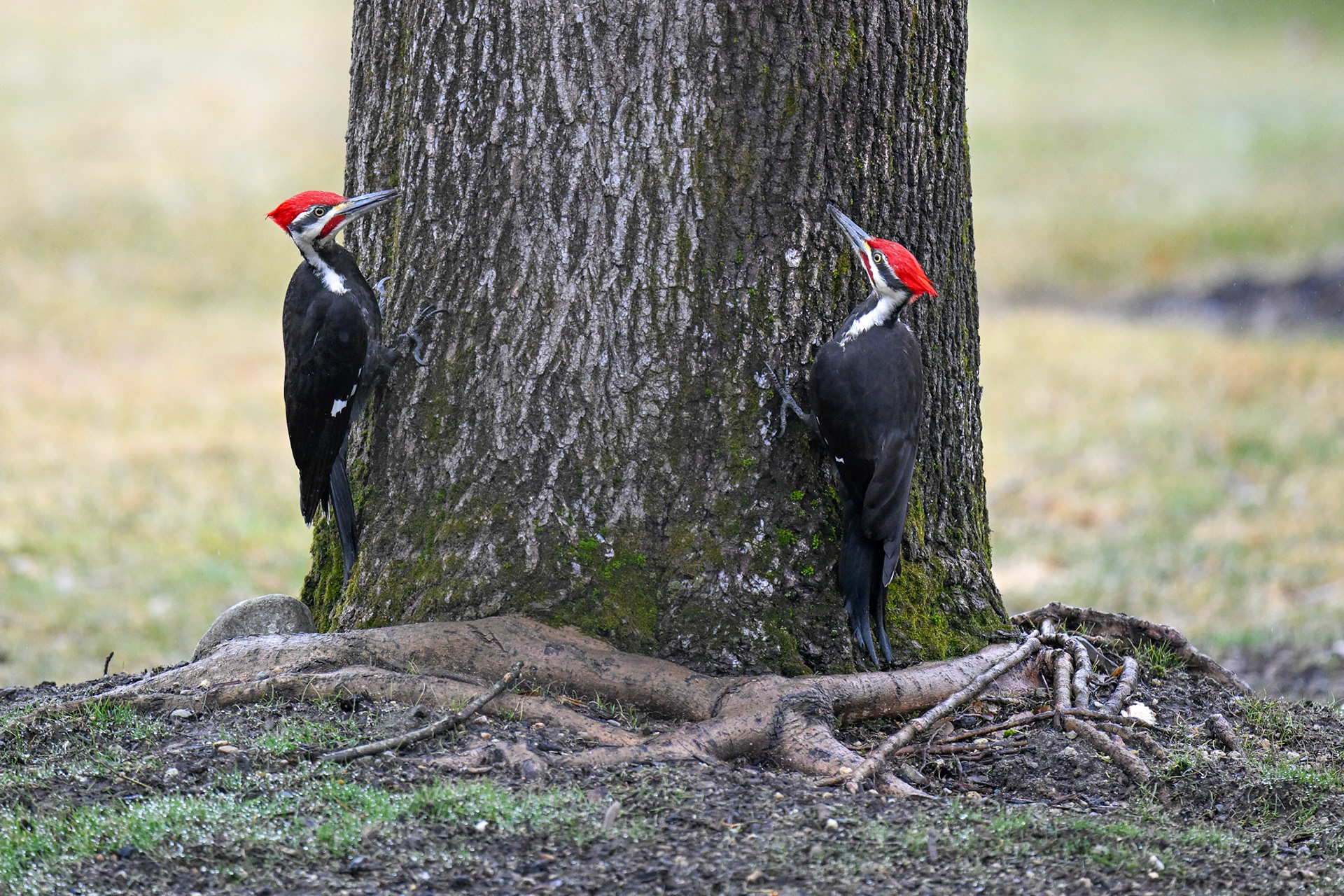 Pileated Woodpeckers in Haverhill, MA – March 2024 (Photo by Keith Sliney).