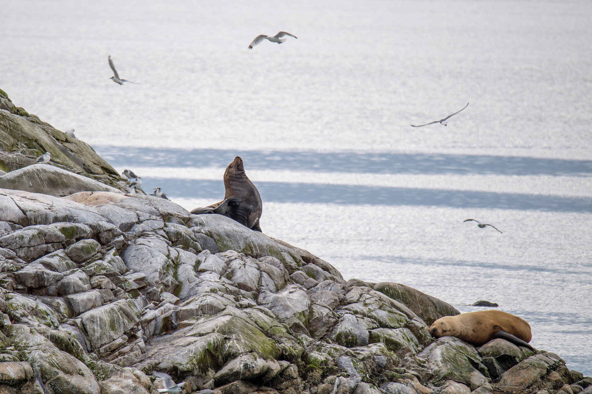 Sea Lion in Glacier Bay National Park, Alaska – July 2023 (Photo by Keith Sliney).
