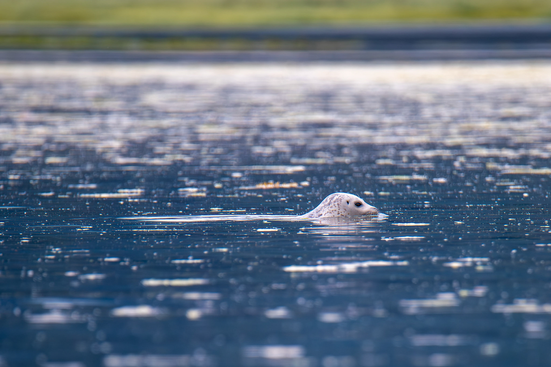 Alaska vacation in July, 2023 (Photo by Keith Sliney).