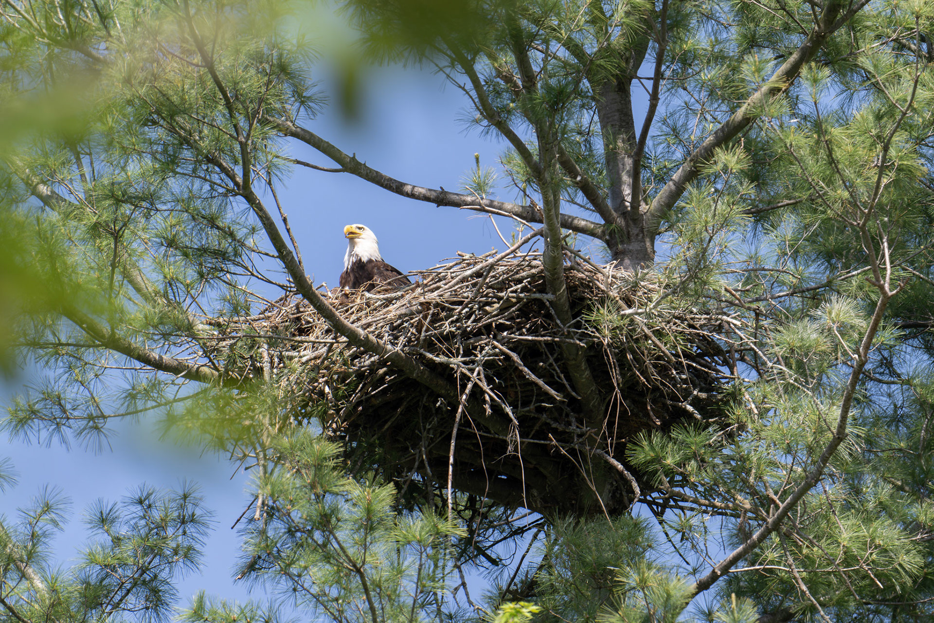 Eagle nest in Haverhill, MA – May 2024 (Photo by Keith Sliney).