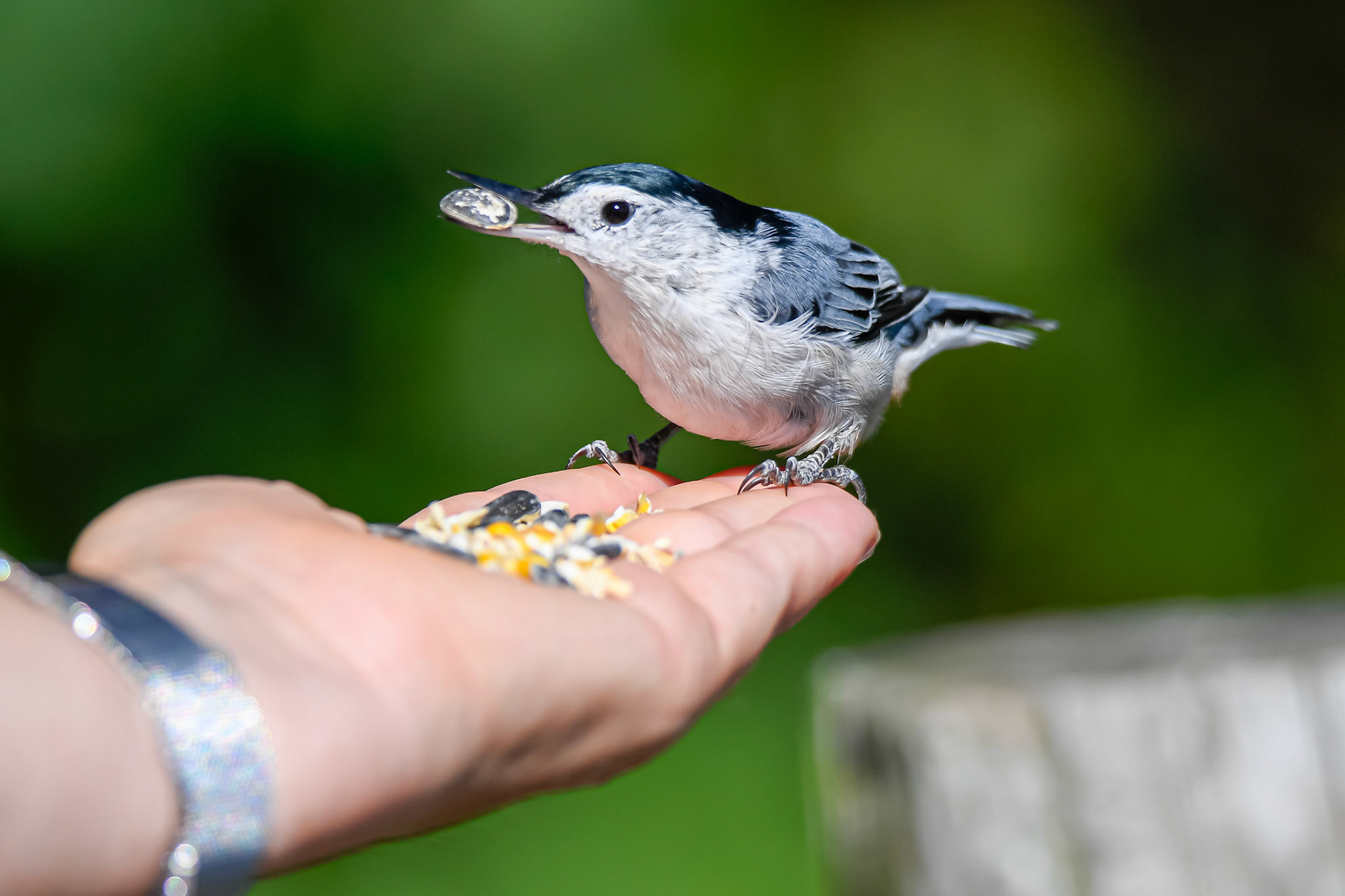 White-breated Nuthatch feeding at Ipswich River Wildlife Sanctuary – September 2022 (Photo by Keith Sliney).