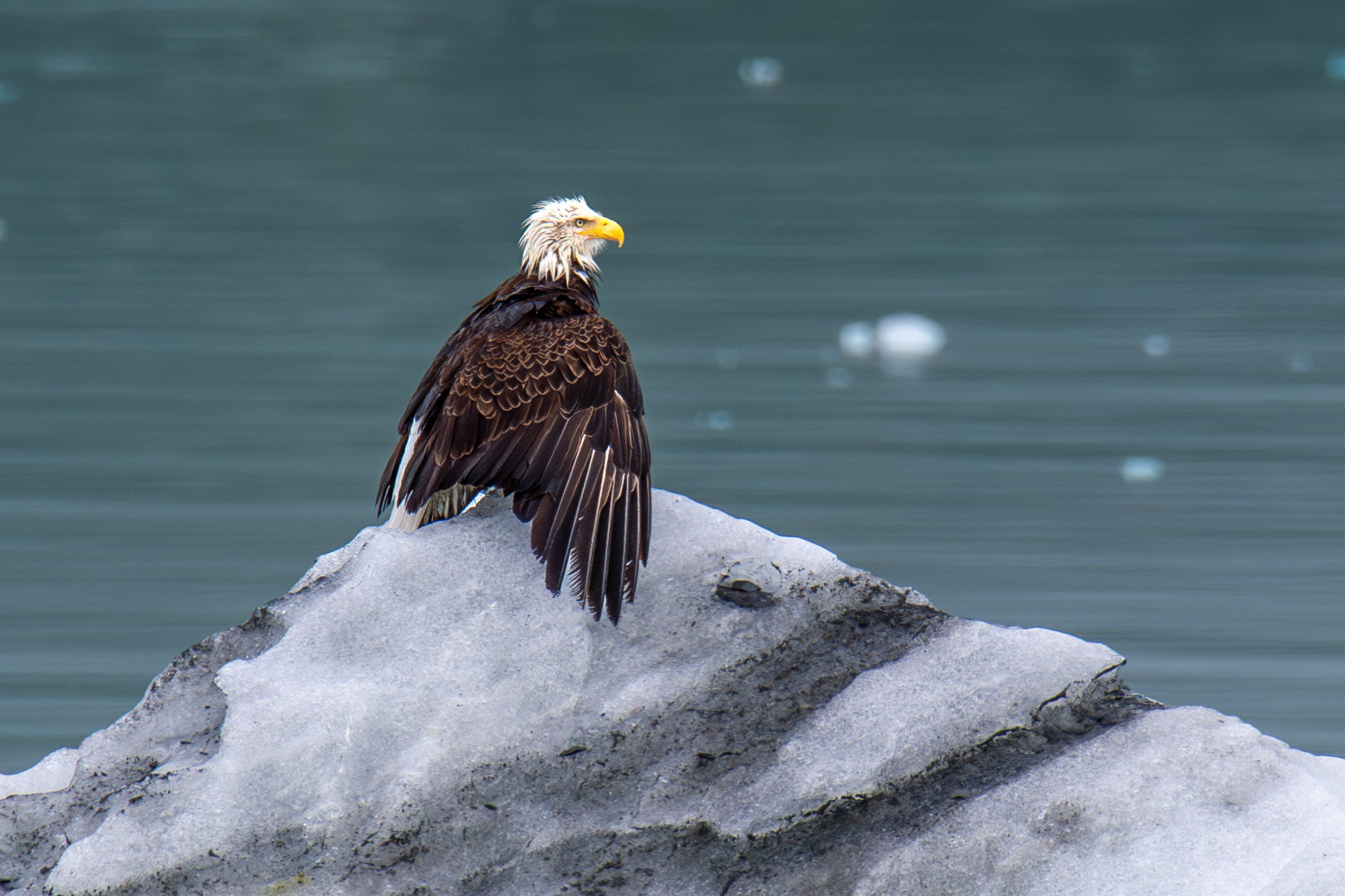 Bald eagle in Glacier Bay National Park, Alaska – July 2023 (Photo by Keith Sliney).