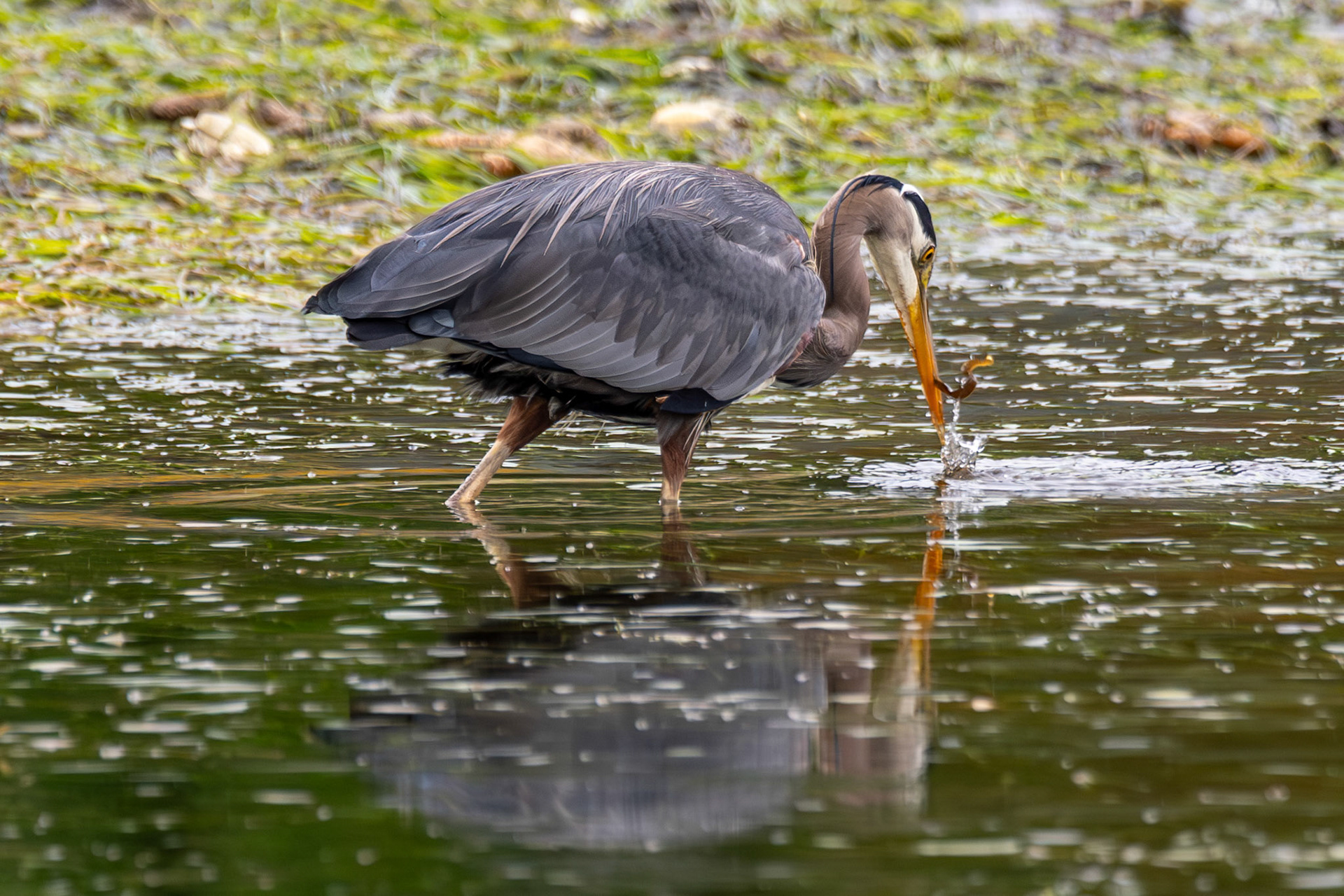 Blue Heron in Pelican, Alaska – July 2023 (Photo by Keith Sliney).