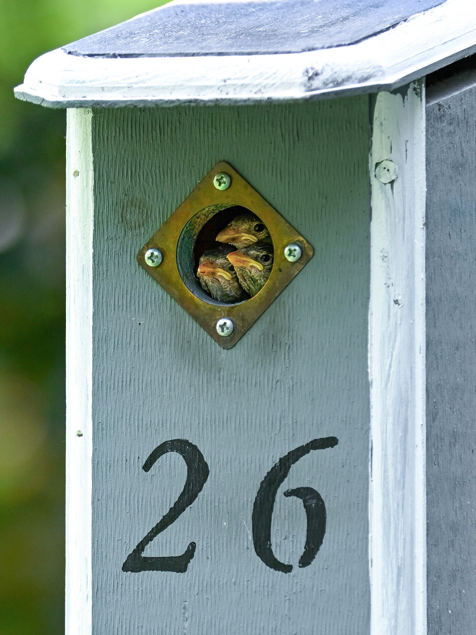Sparrow chicks in Haverhill, MA – June 2023 (Photo by Keith Sliney).