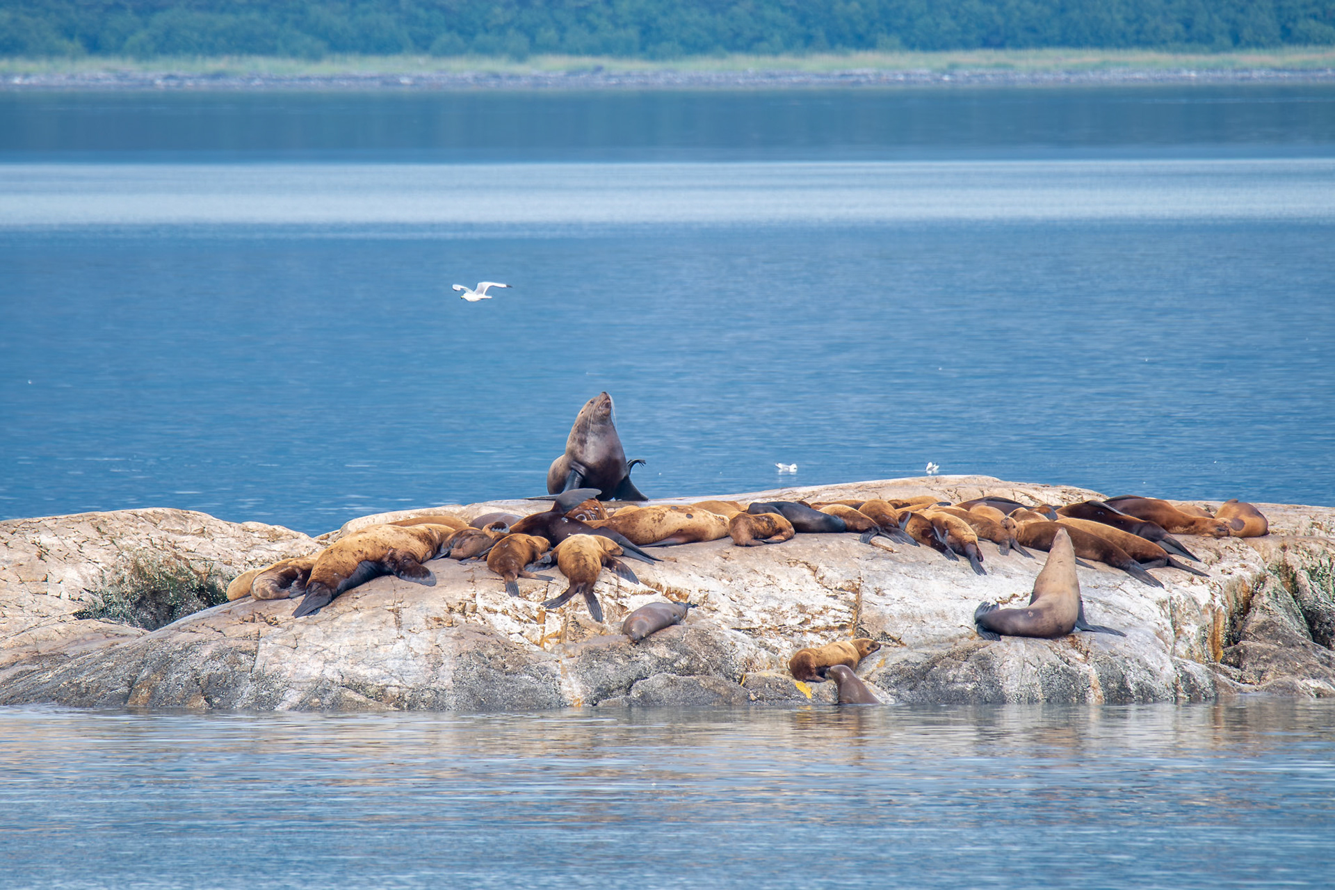 Alaska vacation in July, 2023 (Photo by Keith Sliney).
