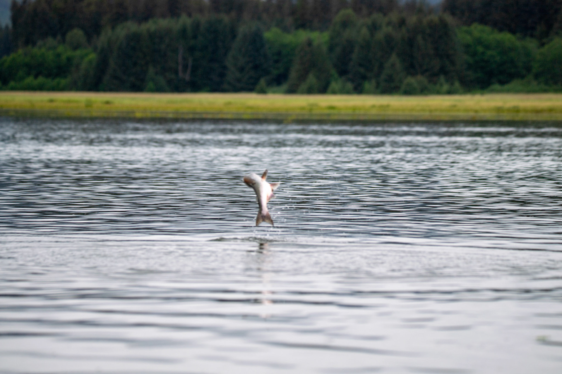 Alaska vacation in July, 2023 (Photo by Keith Sliney).