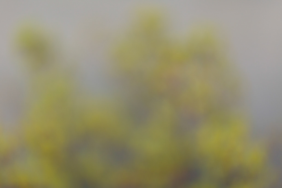 Untitled (WA.11, 2021)