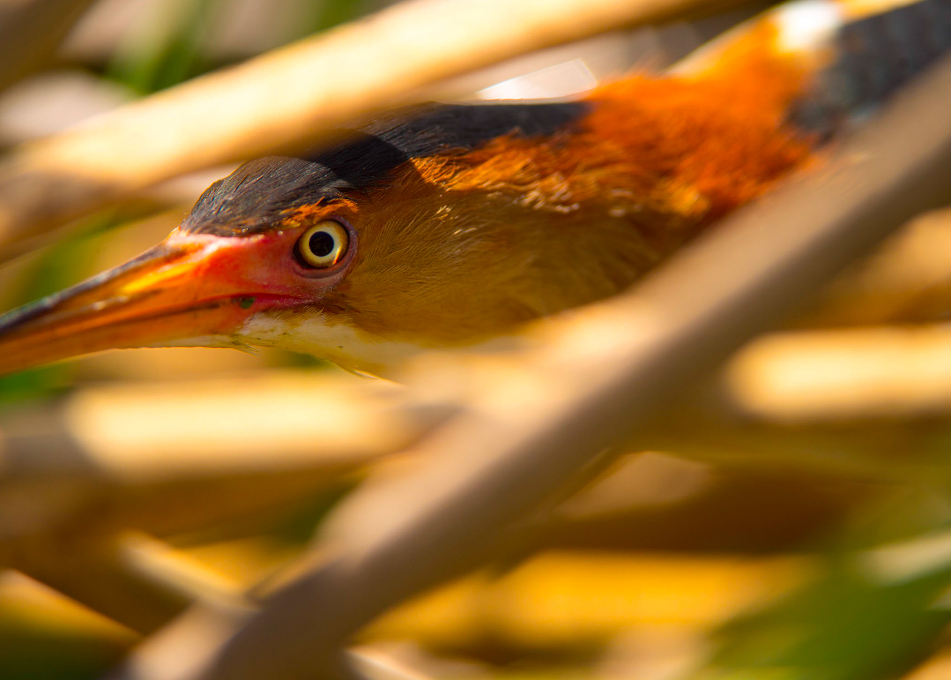 Least Bittern - very shy bird and very difficult to shoot