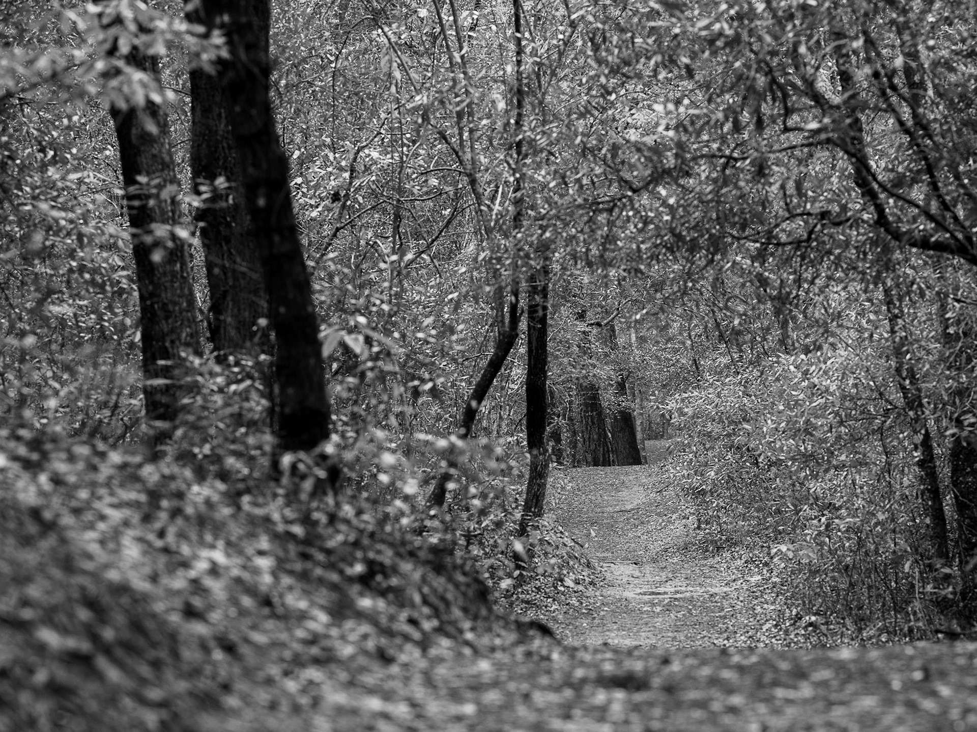 Wooded path to solitude