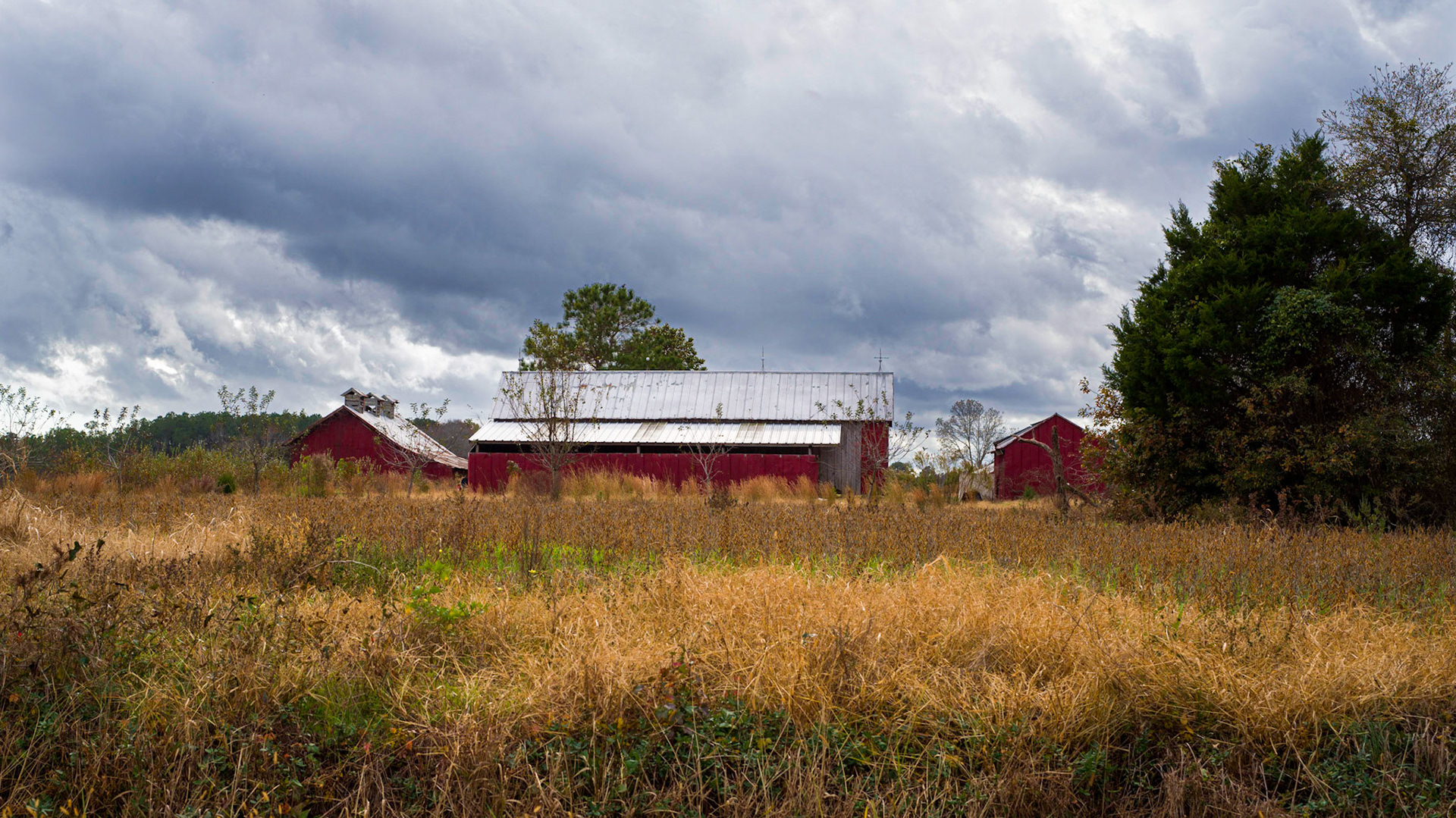 This picture takes me back to my childhood when we lived next to a real dairy farm with cows and everything. When the farmer let the grass grow up high we would play hide and seek in the fields. I can still remember the pungent smell of manure when you walked thru the barn.