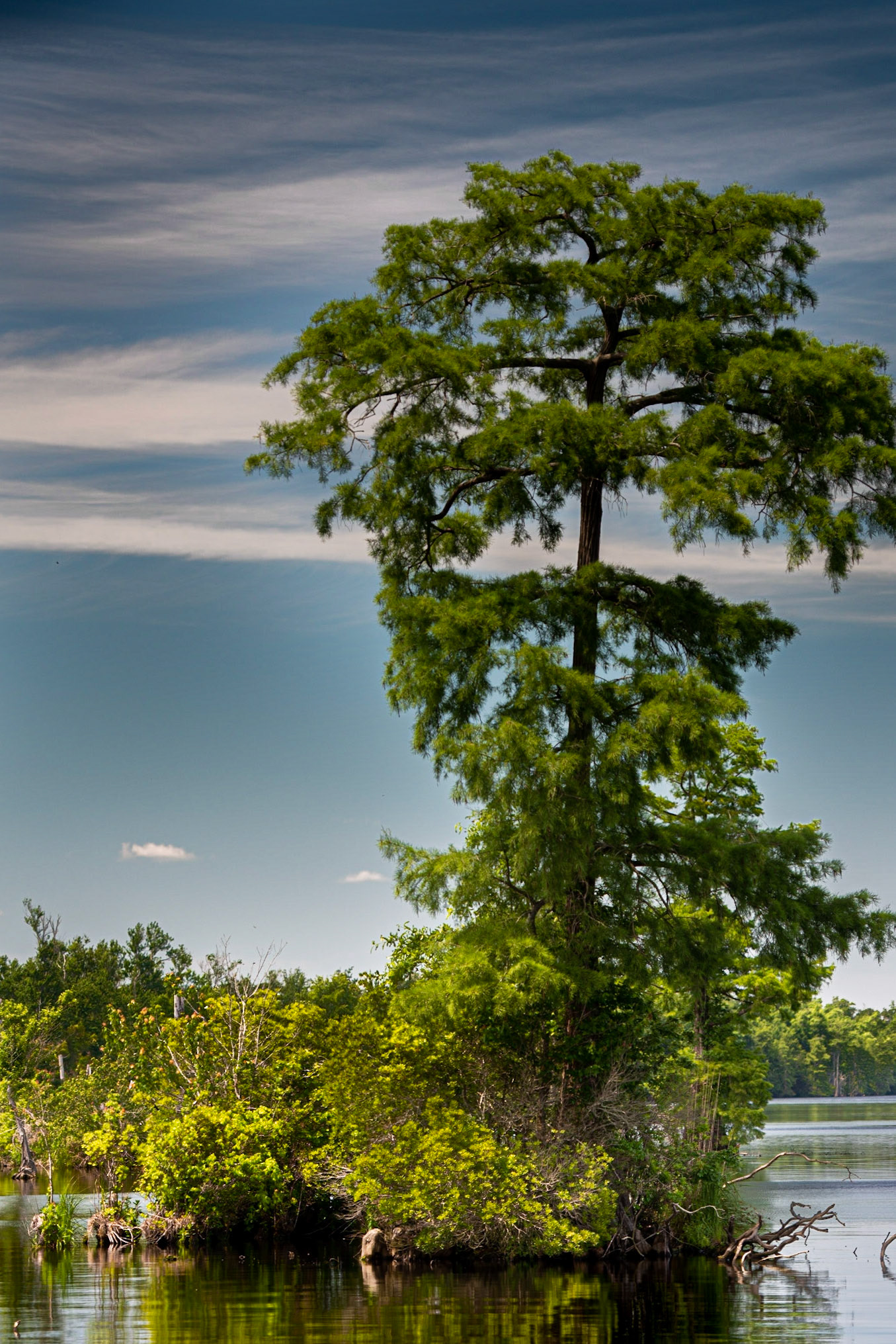 Great Dismal Swamp