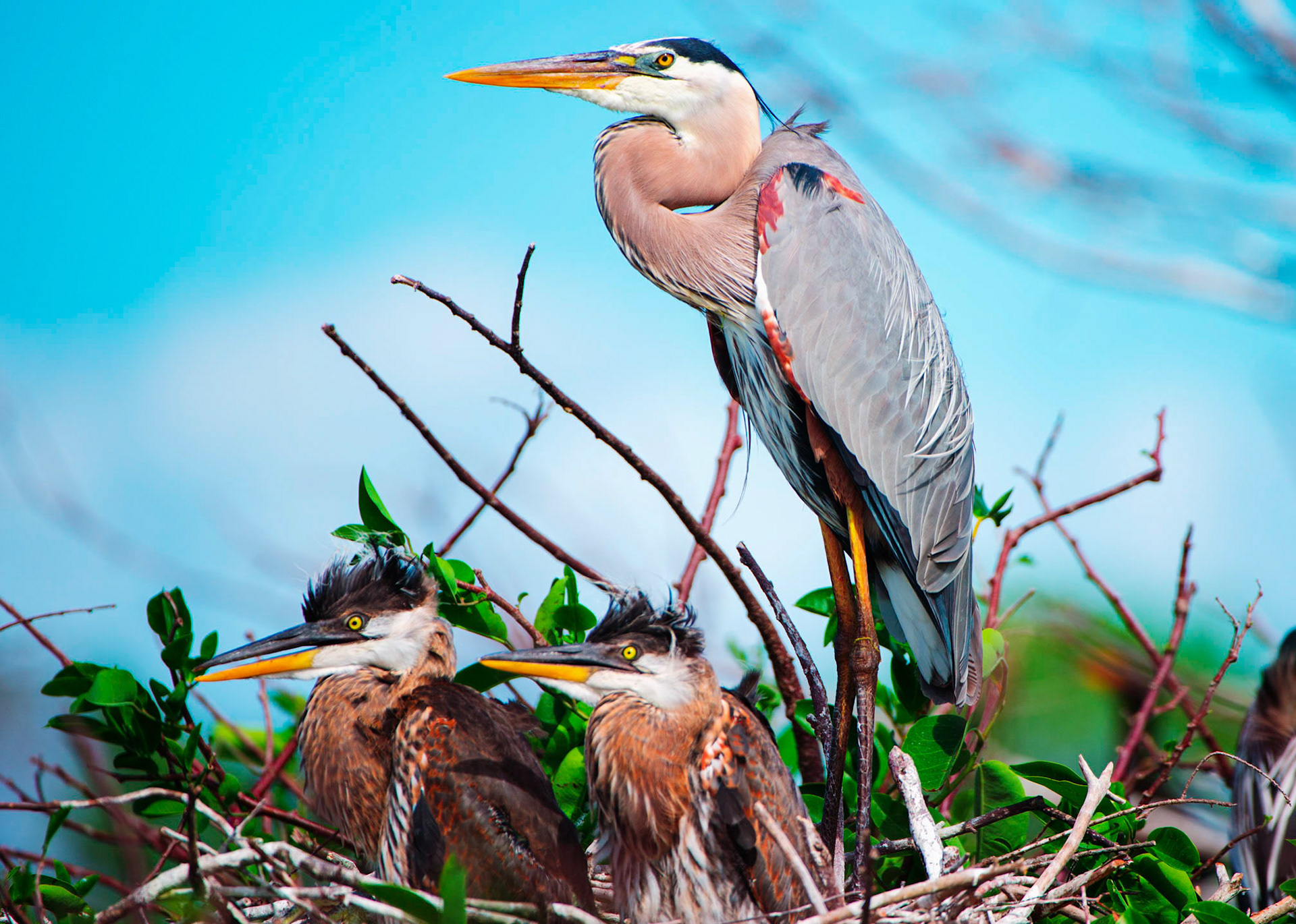 Great Blue Heron w/ Chicks