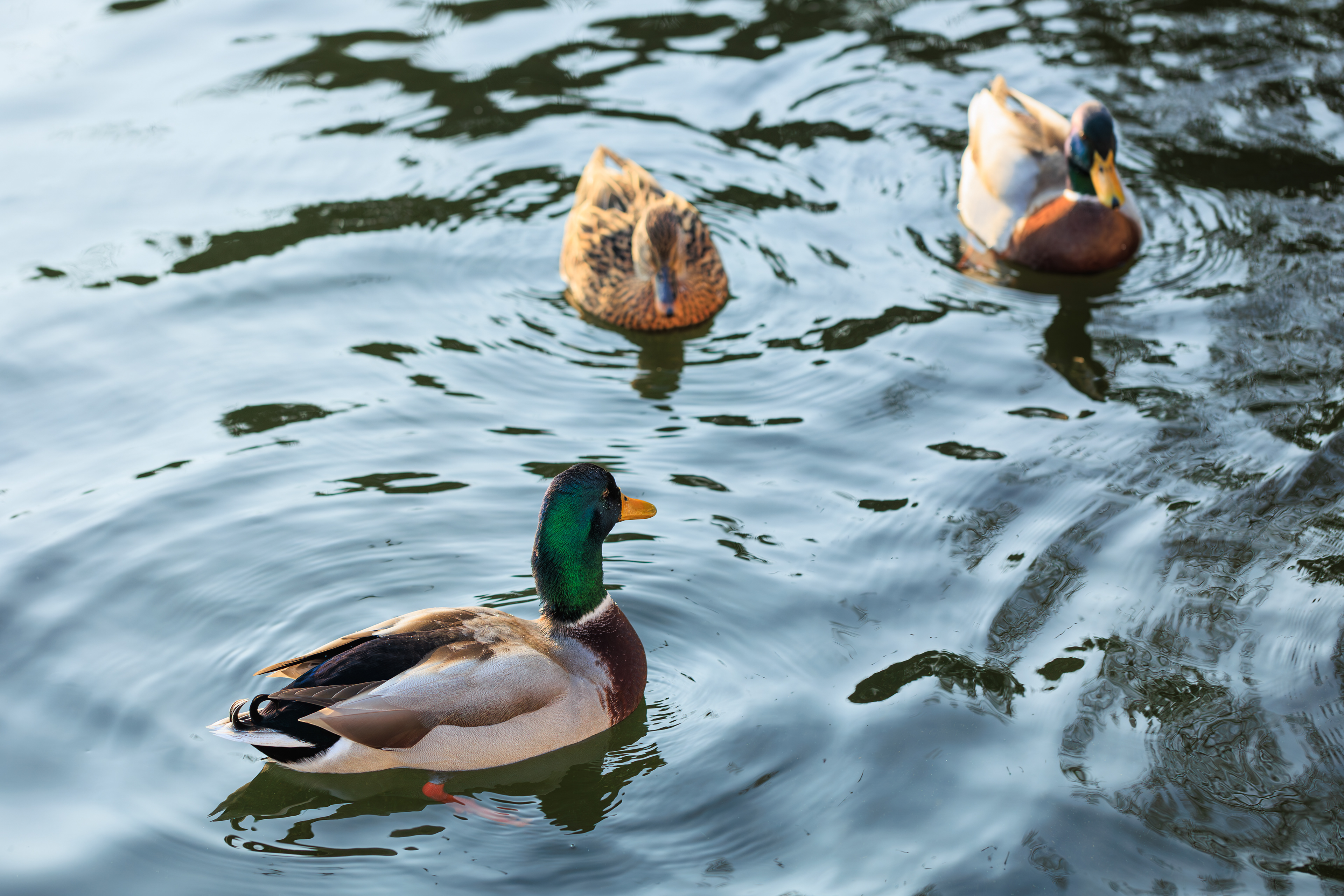 © All rights reserved. Tüm Hakları Saklıdır. Cem Kurtuluş, 2022-2026