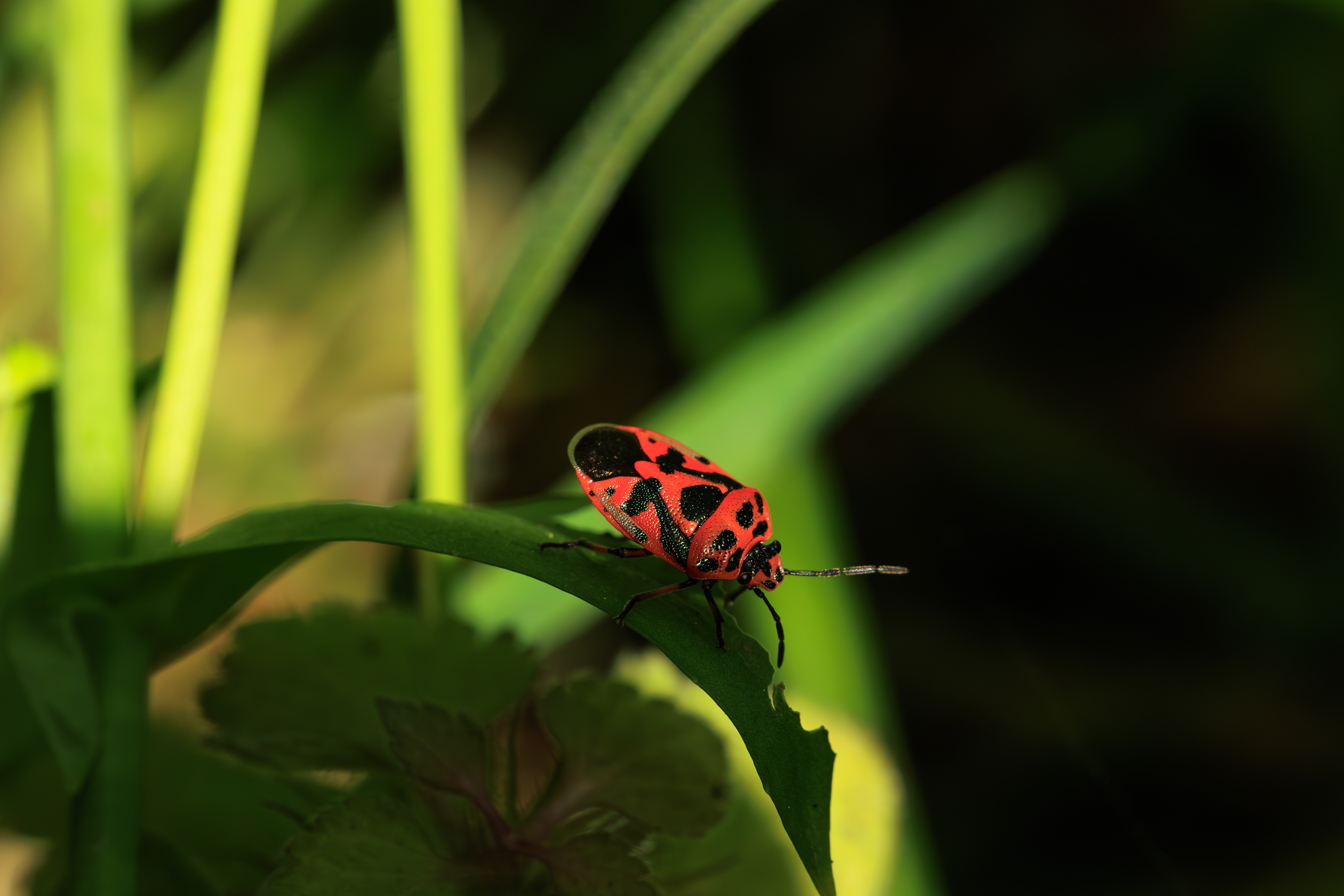 Belgesel - Documentary © All rights reserved. Tüm Hakları Saklıdır. Cem Kurtuluş, 2022-2026