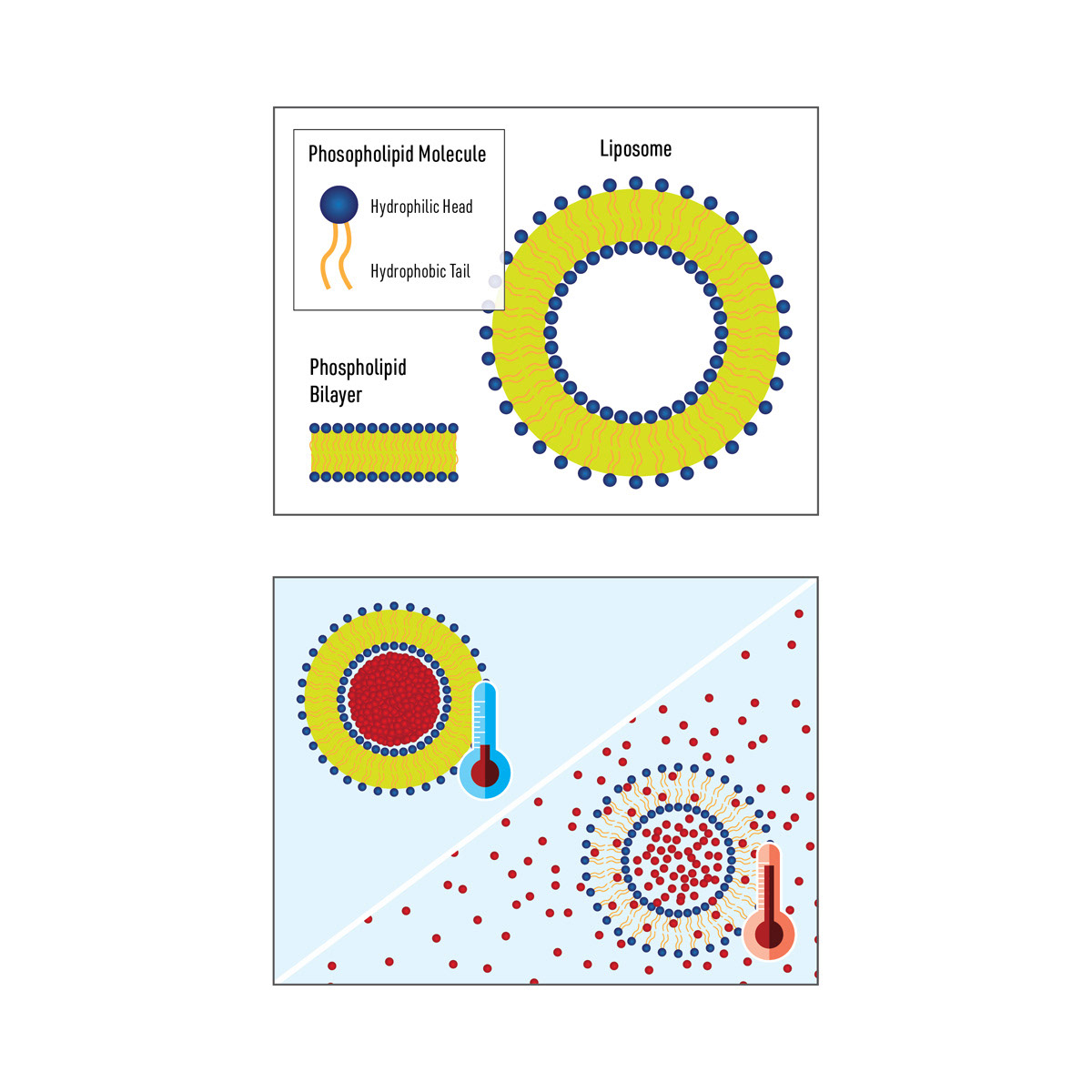 Medical Illustration for Research Grant