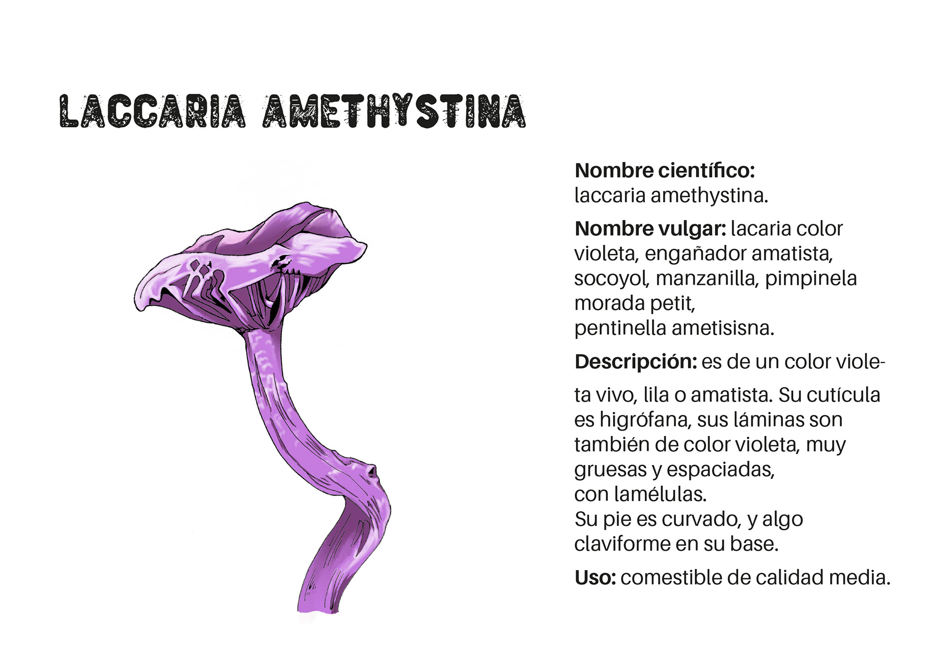 Cartel Laccaria amethystina.