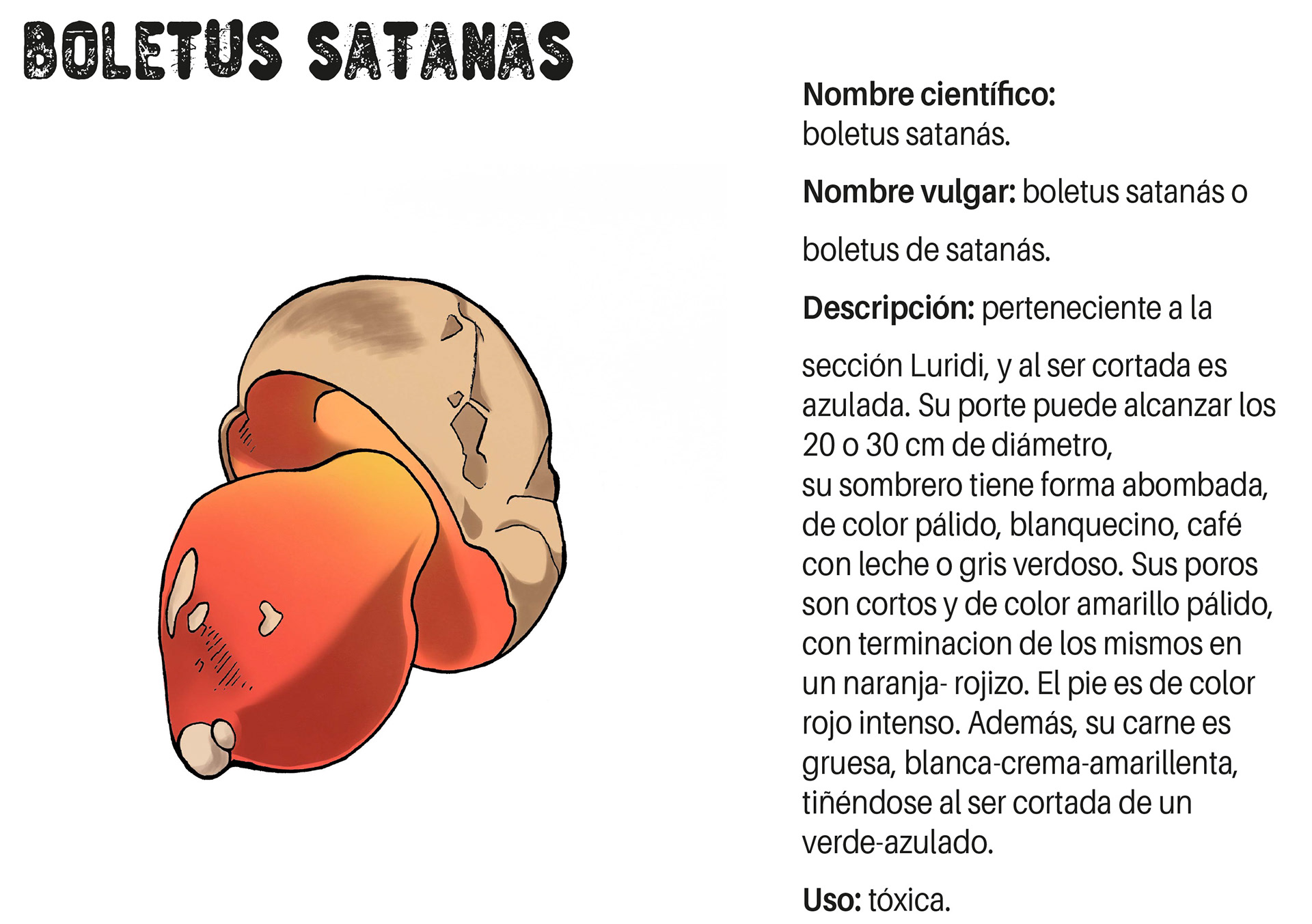 Cartel Boletus satanás.