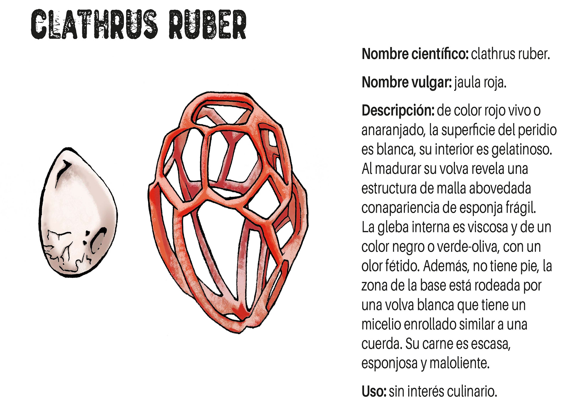 Cartel Clathrus ruber.