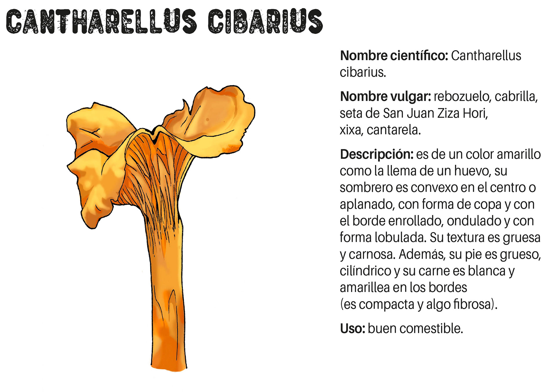Cartel Cantharellus cibarius.
