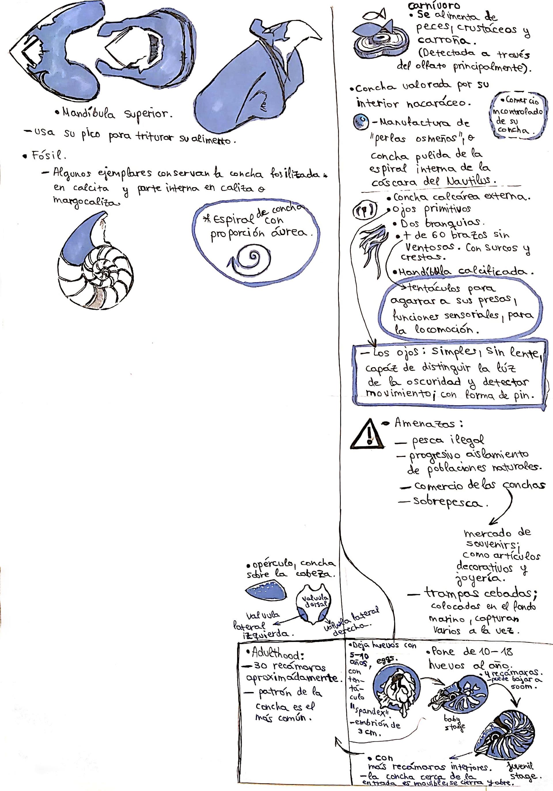 Sketchnoting.
