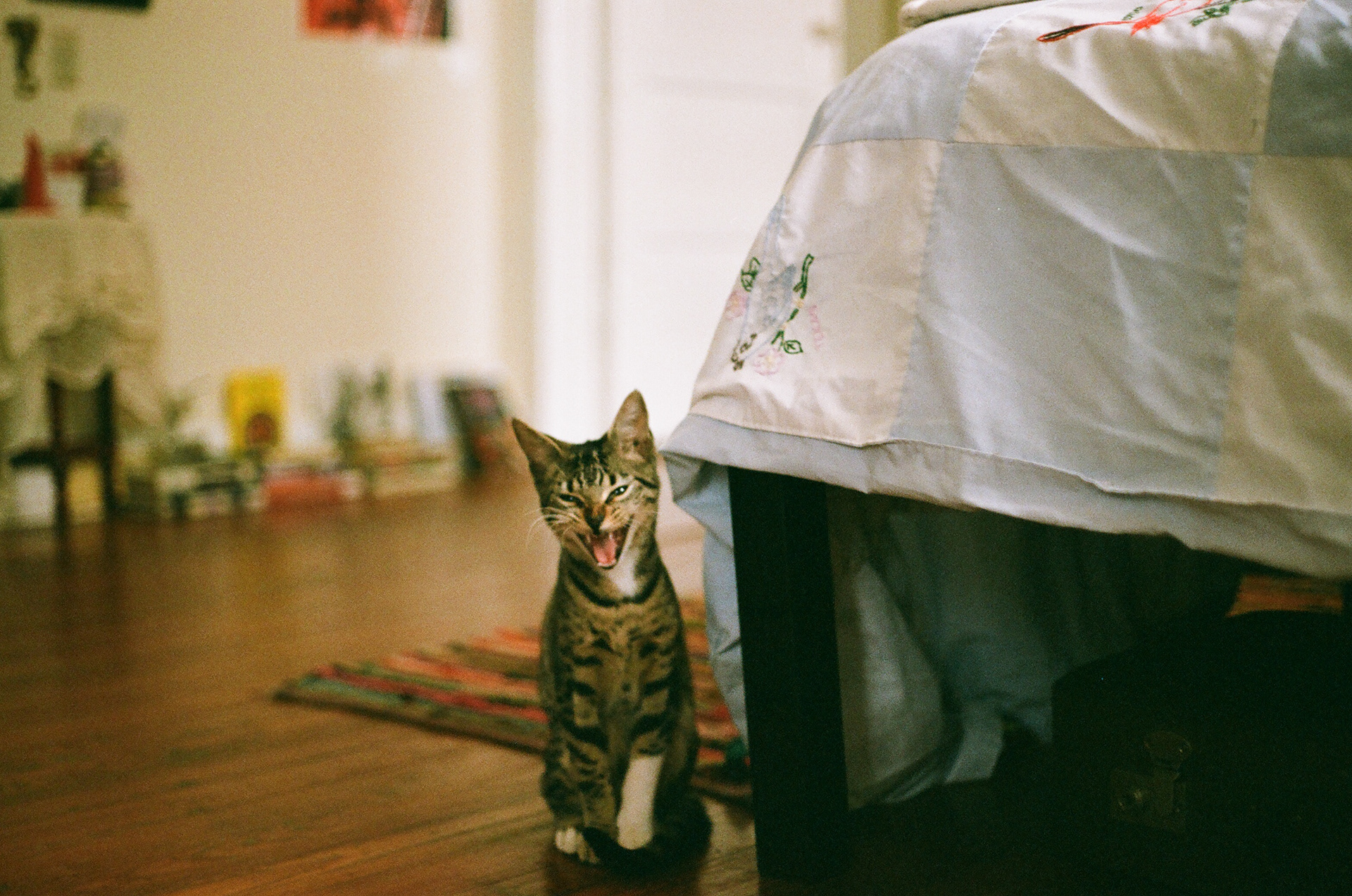 Simbi, 35mm Fujifilm, New Orleans, 2023
