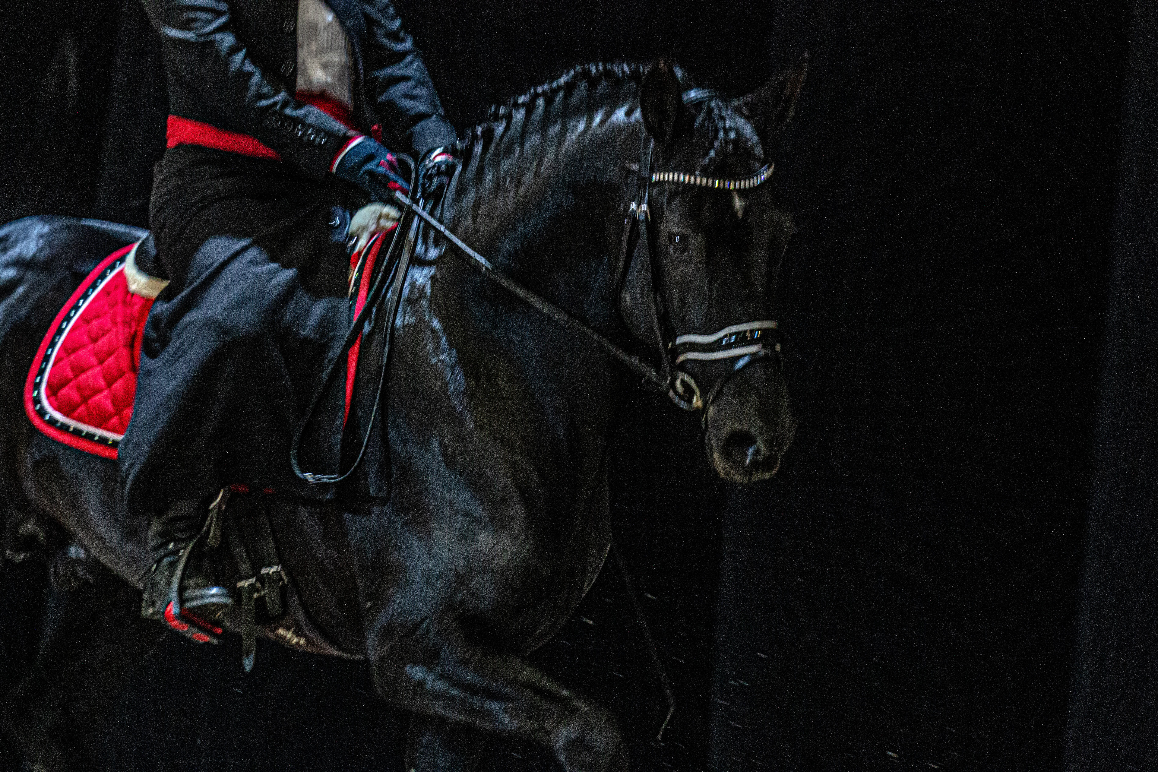 Salon du Cheval Angers 2009
