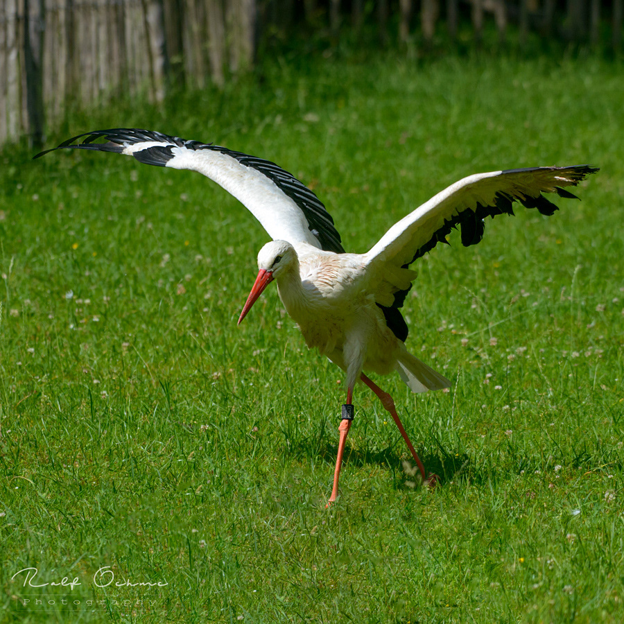 Storch