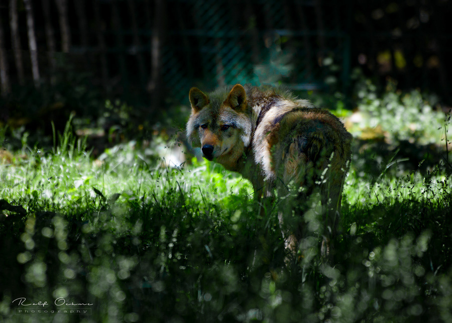 Wolf