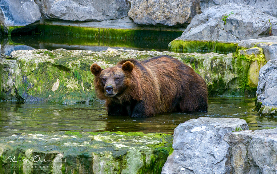 BraunbÀr