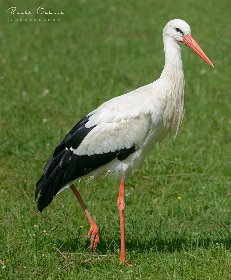 Storch