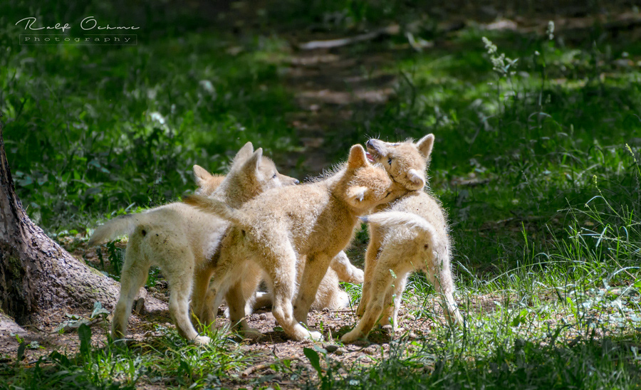 Polarwolf jungen