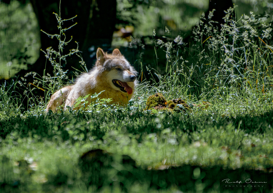 Wolf