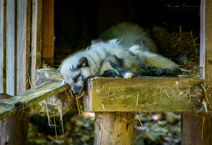 Polarfuchs
