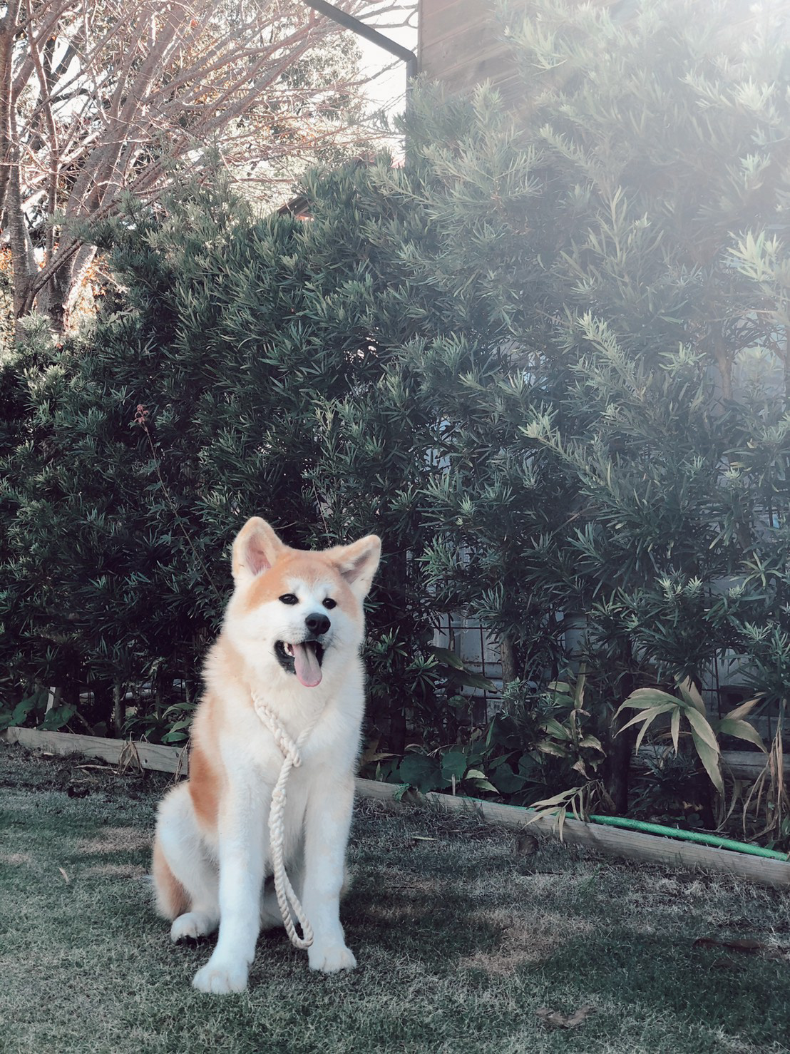 秋田犬 ゲン