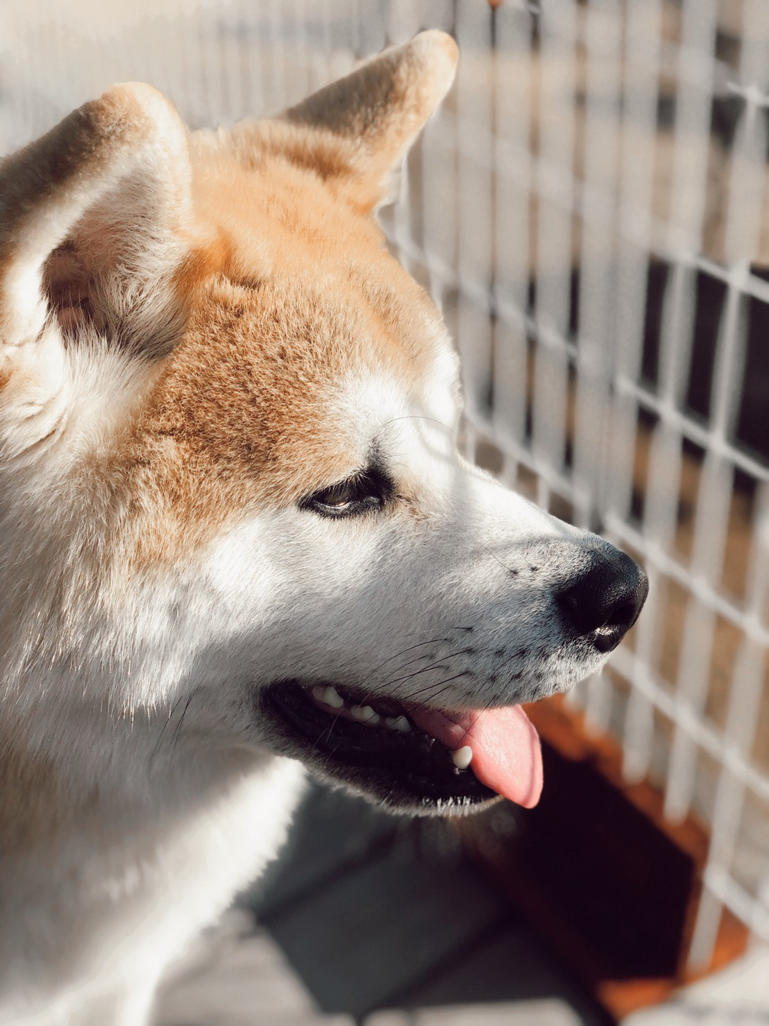 秋田犬 ゲン