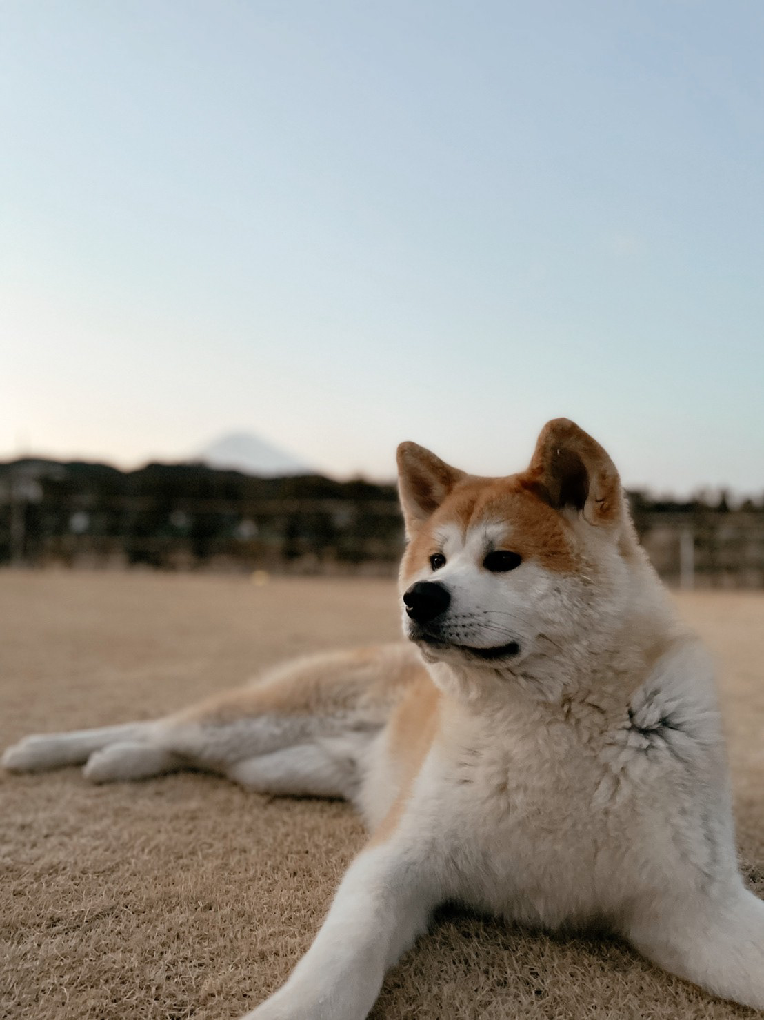 秋田犬 ゲン